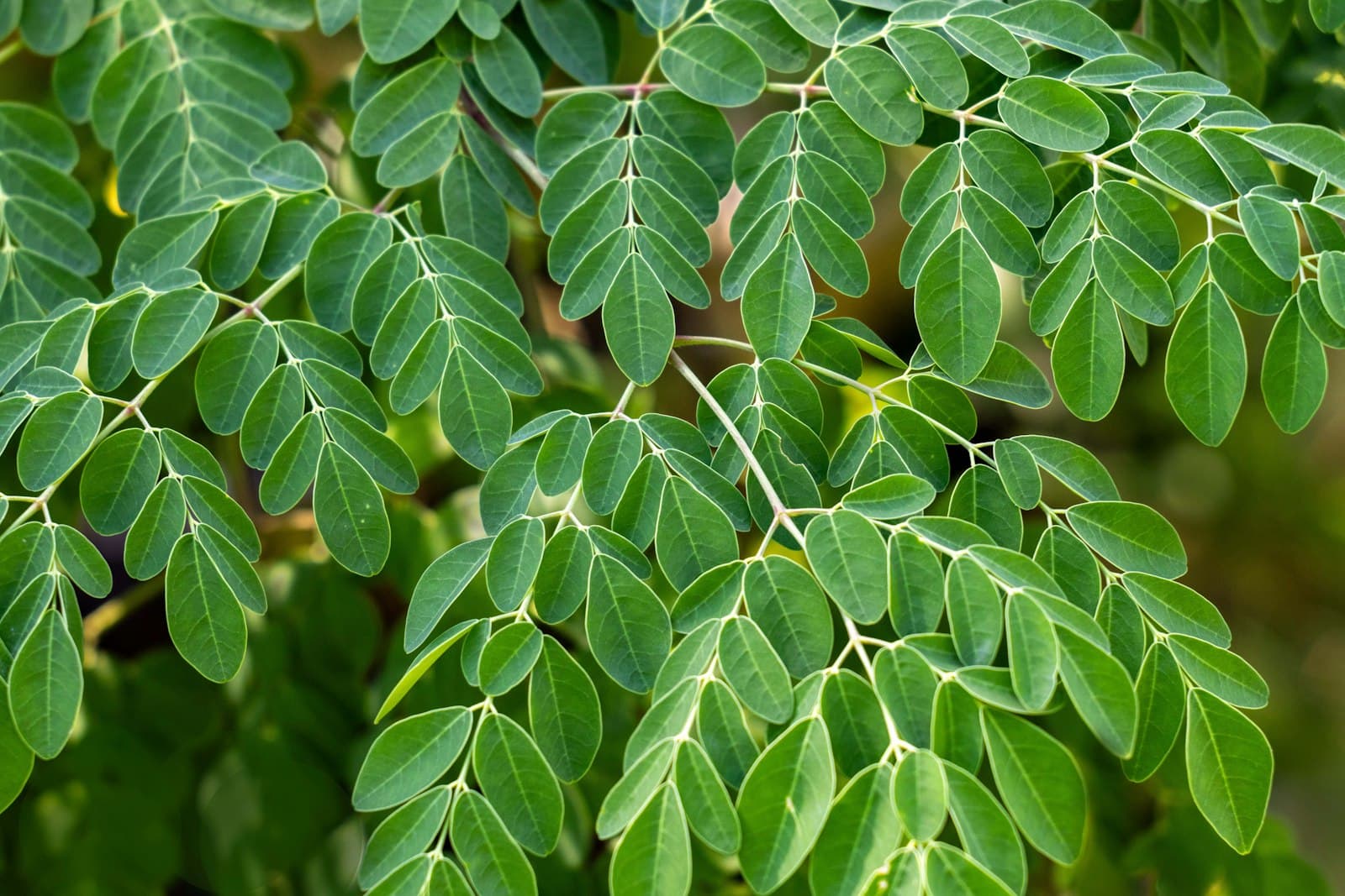 Close-up of vibrant green moringa leaflets on their branches