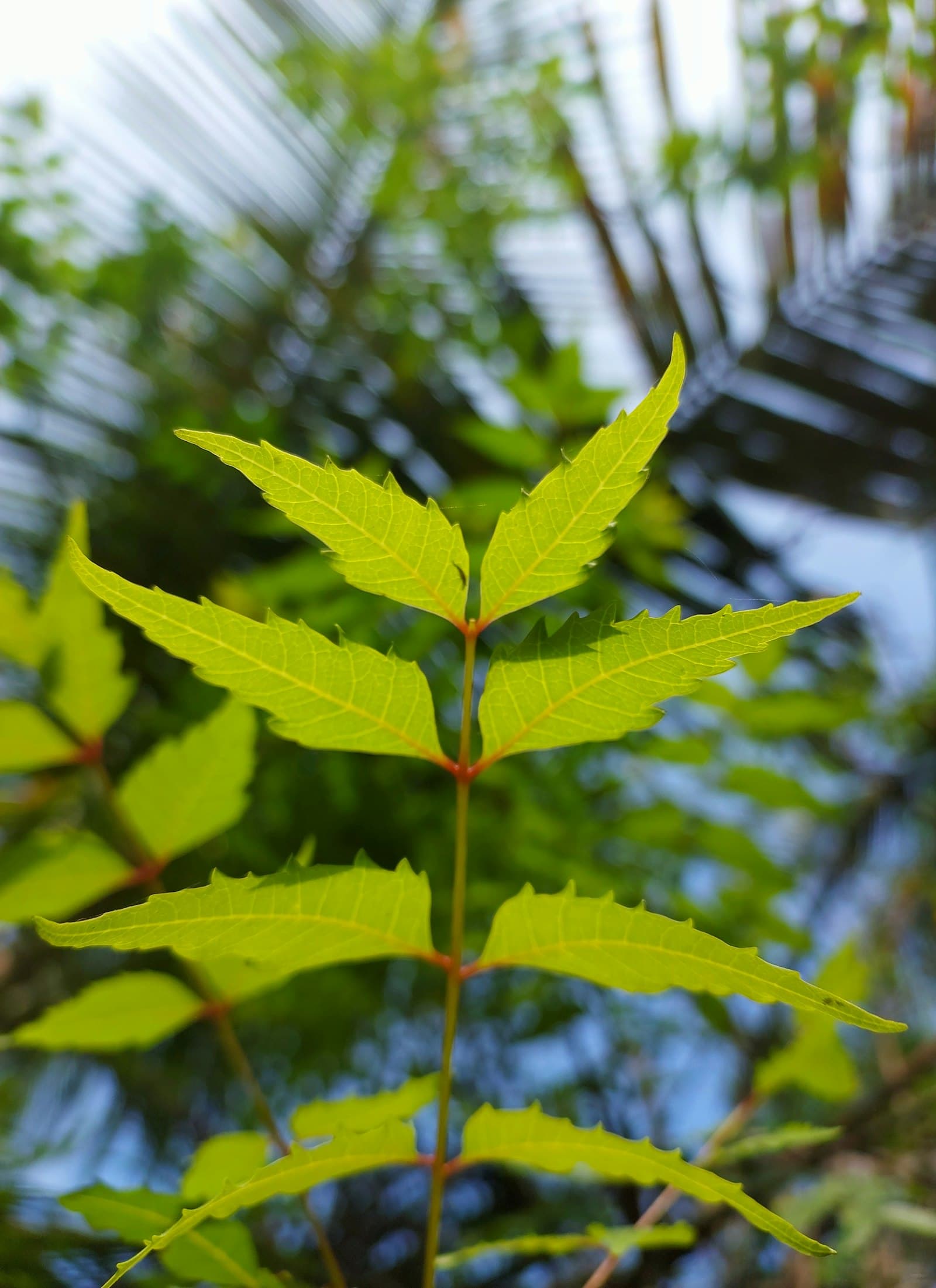 A neem branch with serrated green leaflets hanging against a bright sky
