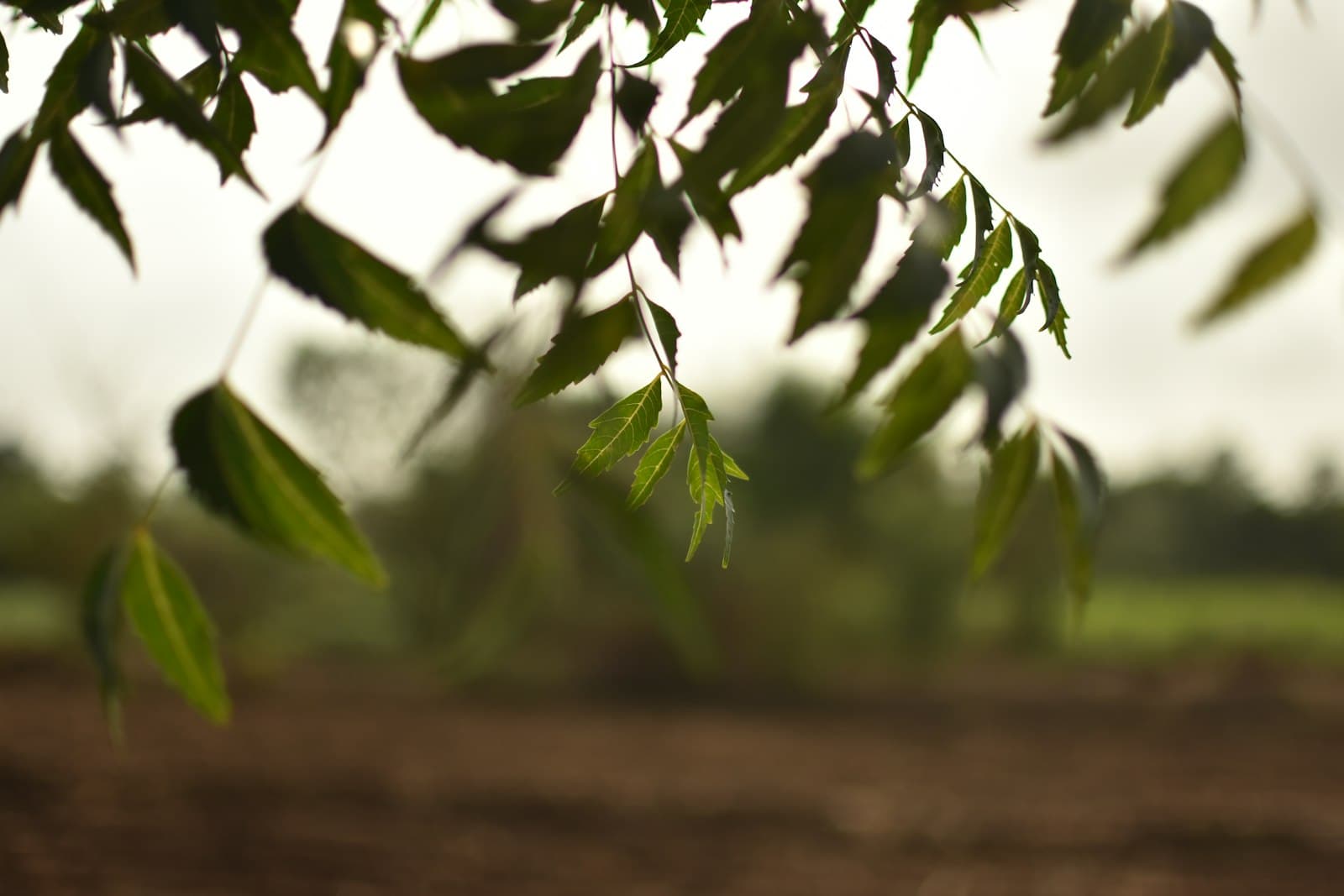 Neem leaves hanging from a branch with a ploughed field blurred in the background