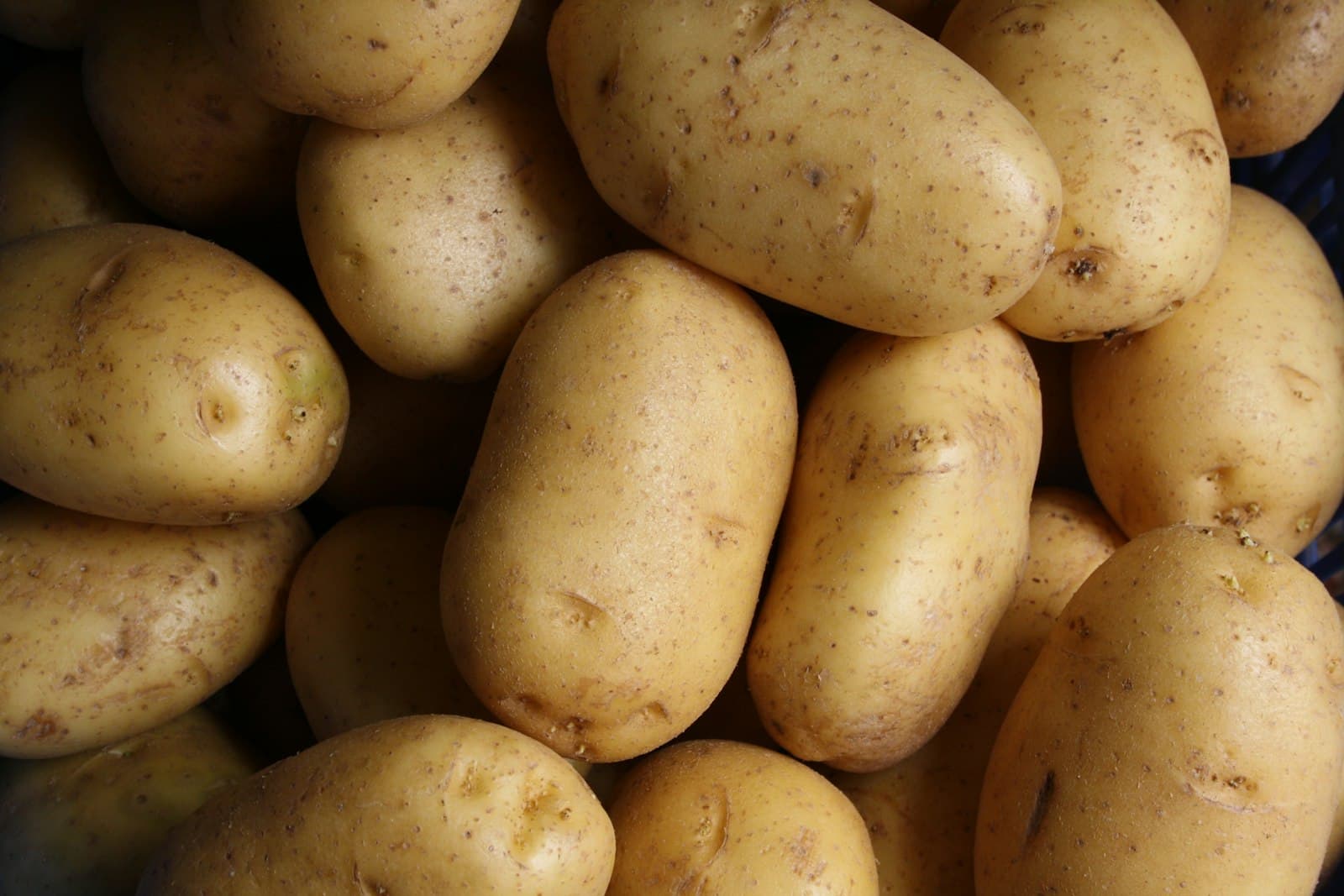 A heap of freshly harvested potatoes