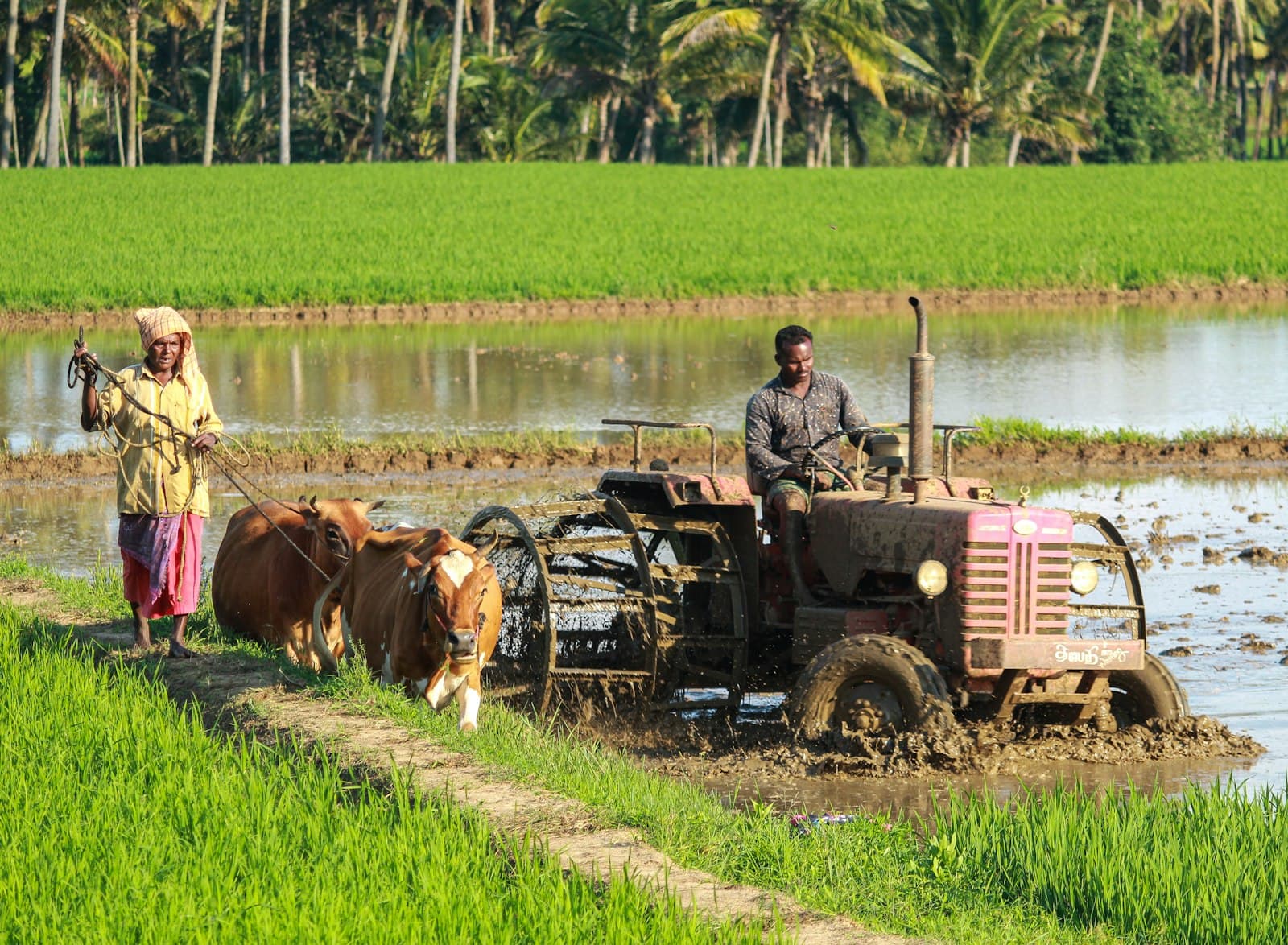 An Indian farmer driving a tractor through a flooded paddy field while another works a pair of bullocks alongside