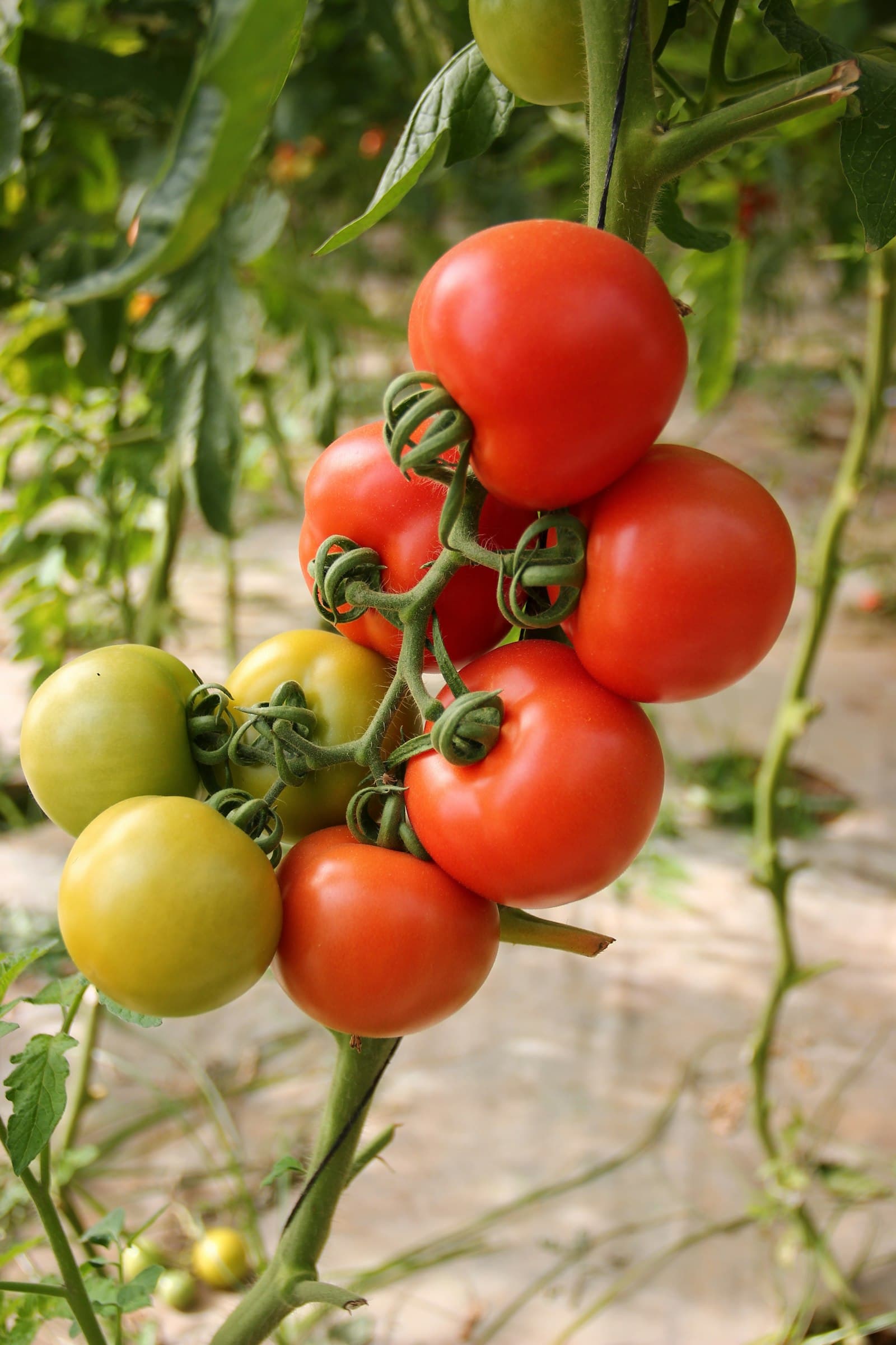 Ripe and unripe tomatoes hanging in a cluster on a staked tomato plant