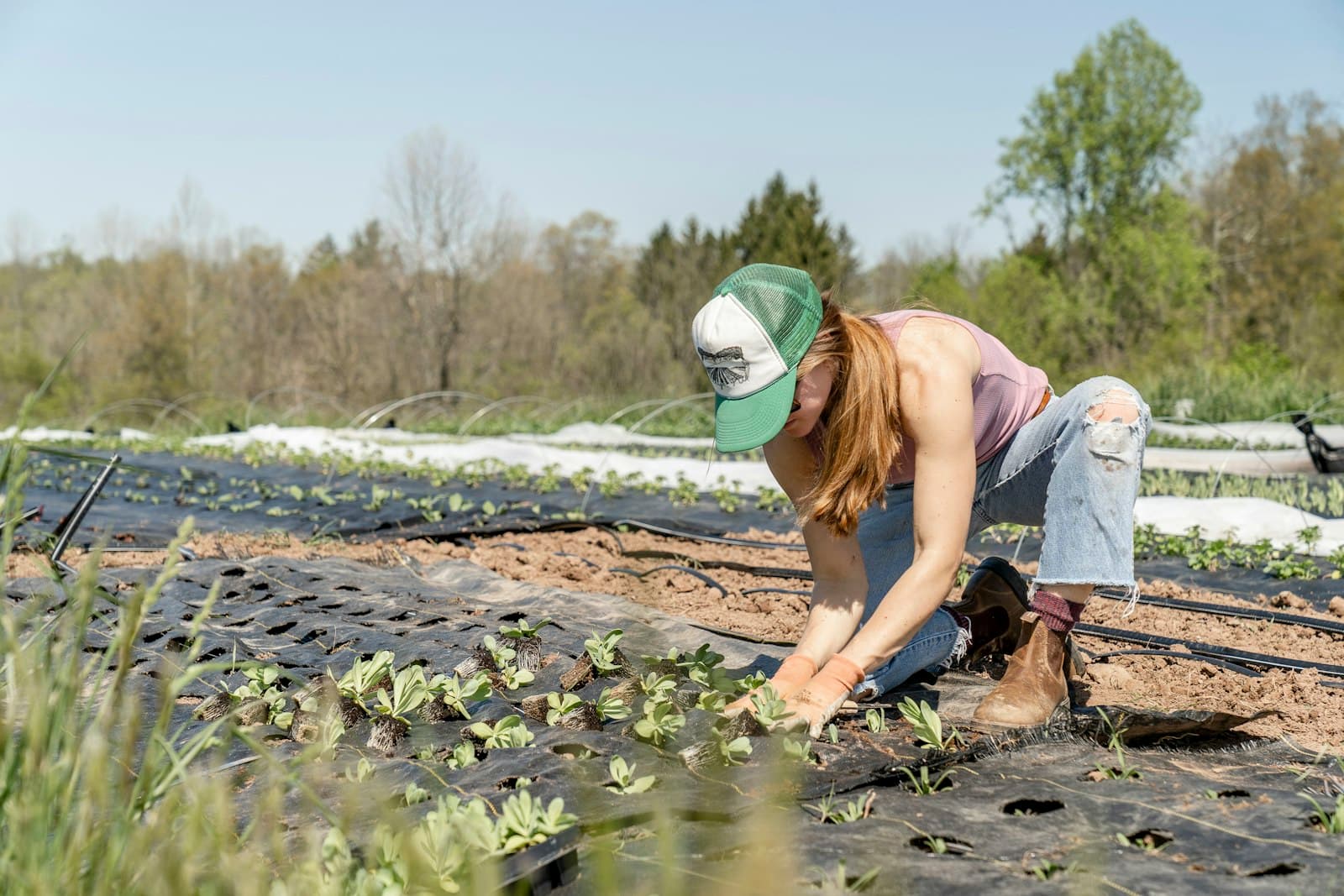 A farmer bending over a mulched bed to plant seedlings by hand