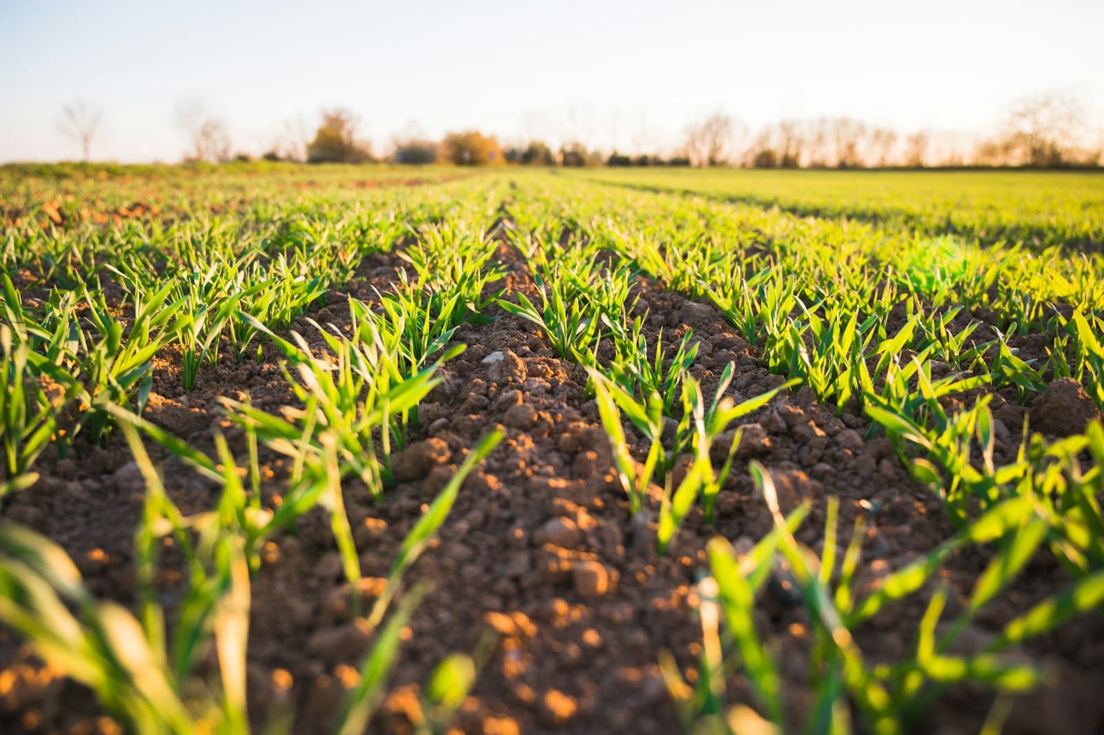 Rows of young cereal seedlings emerging from freshly tilled soil