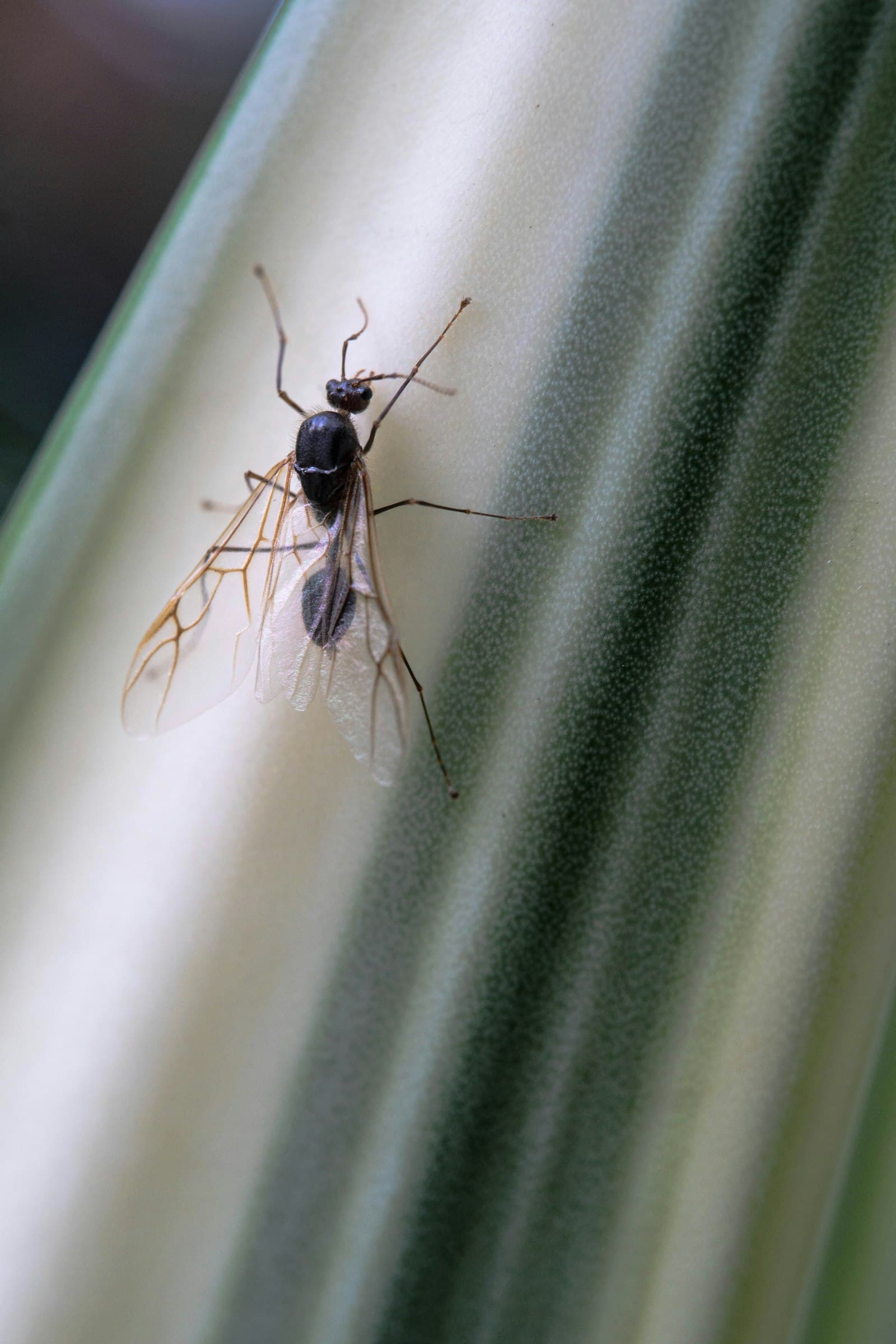 A slender, long-legged flying insect resting on a pale green plant stem