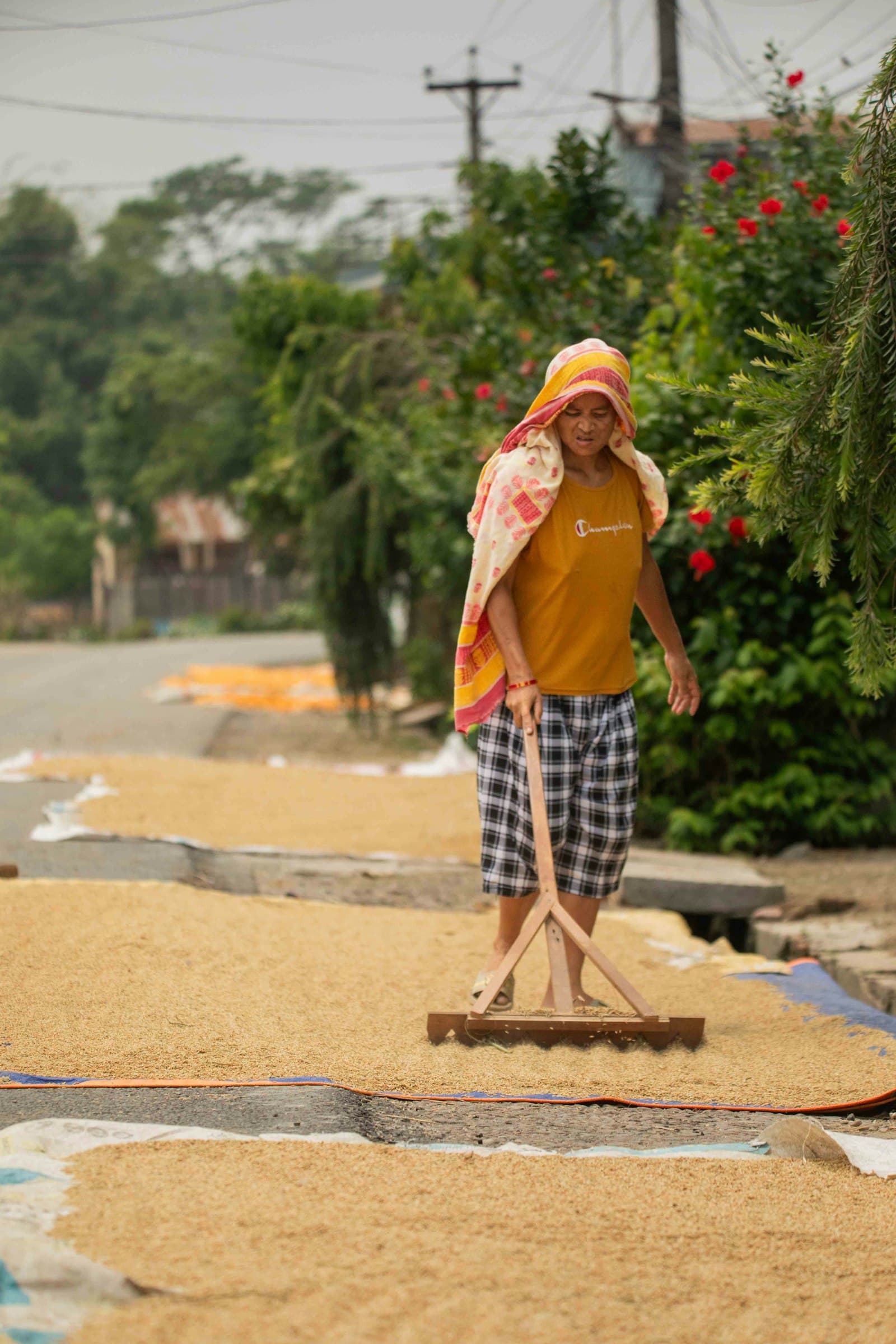 A woman raking grain spread out on the ground to dry along a roadside
