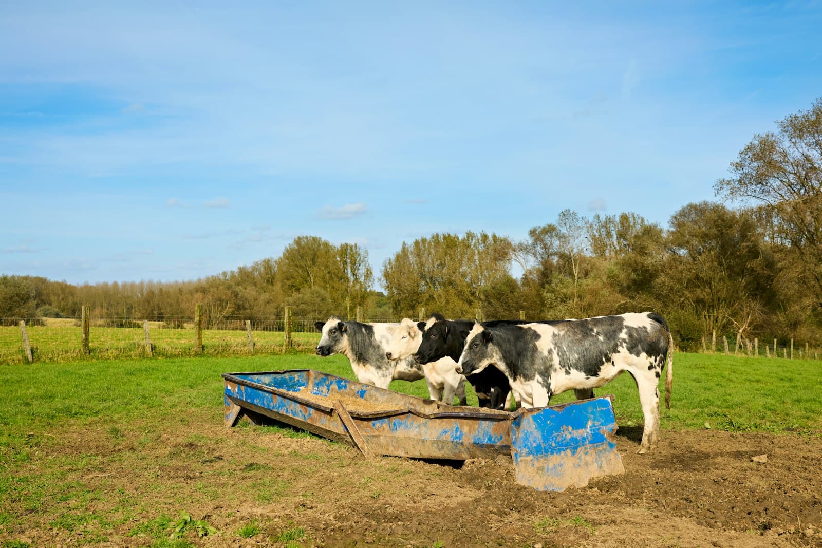 A small herd of cattle gathered around a long metal feed trough in a green field