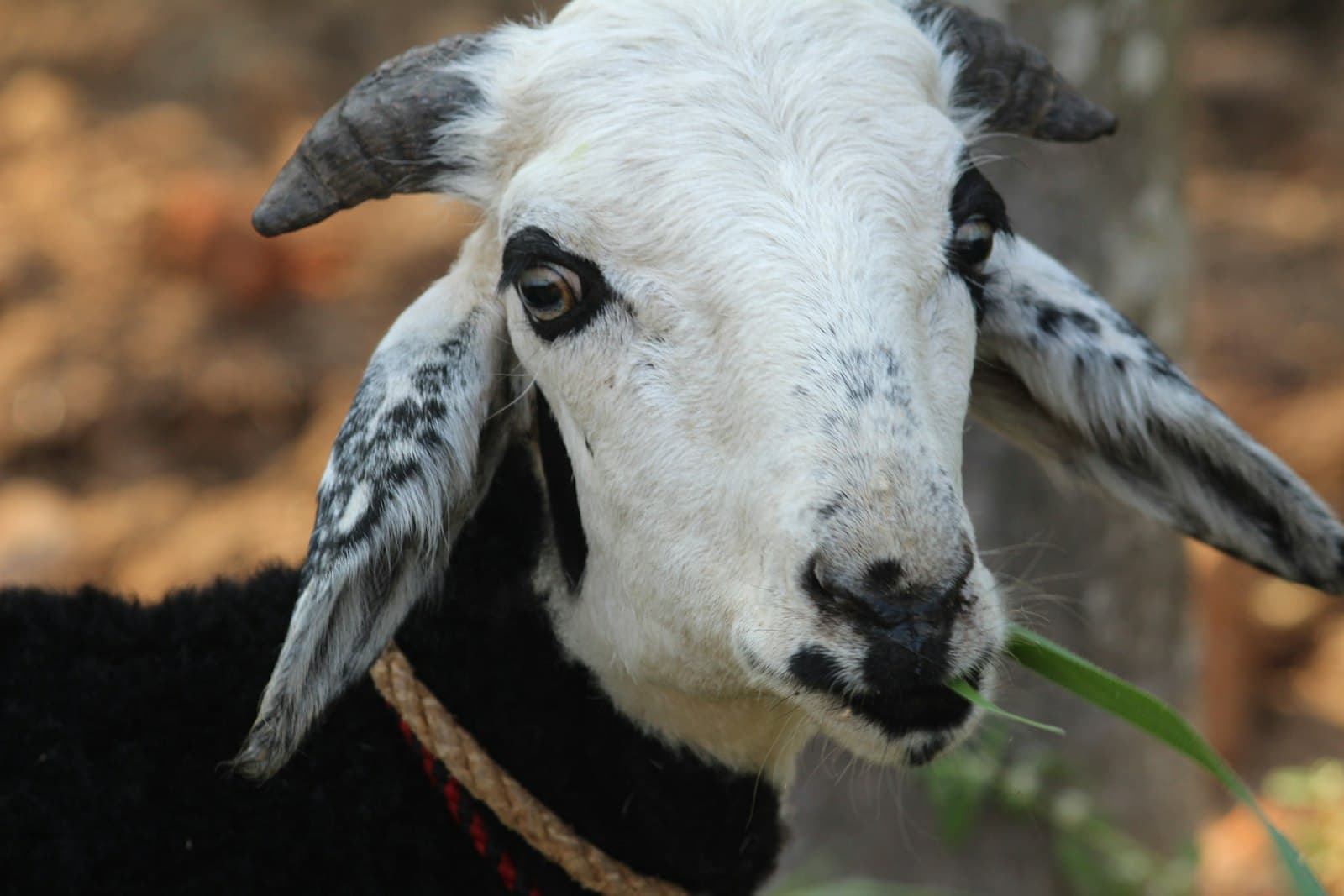 Close-up of a white and black goat with long ears chewing a blade of green grass