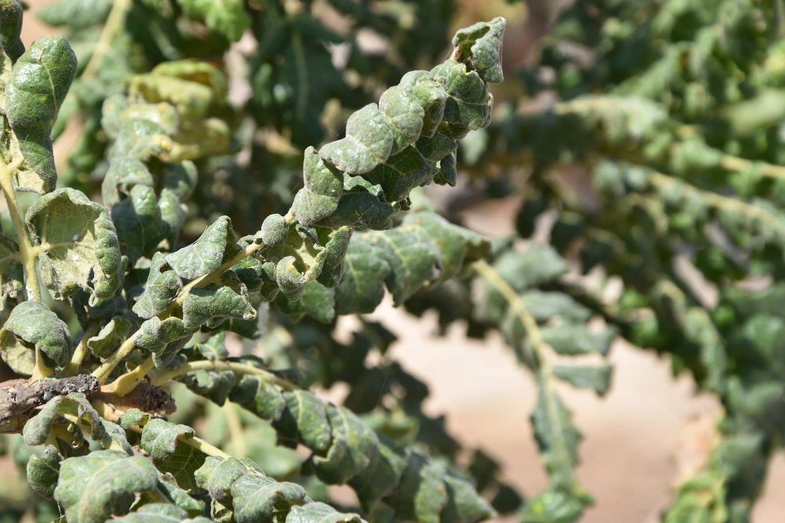 Small leaves crowded densely on a plant stem, curled upward and puckered in a distorted growth pattern