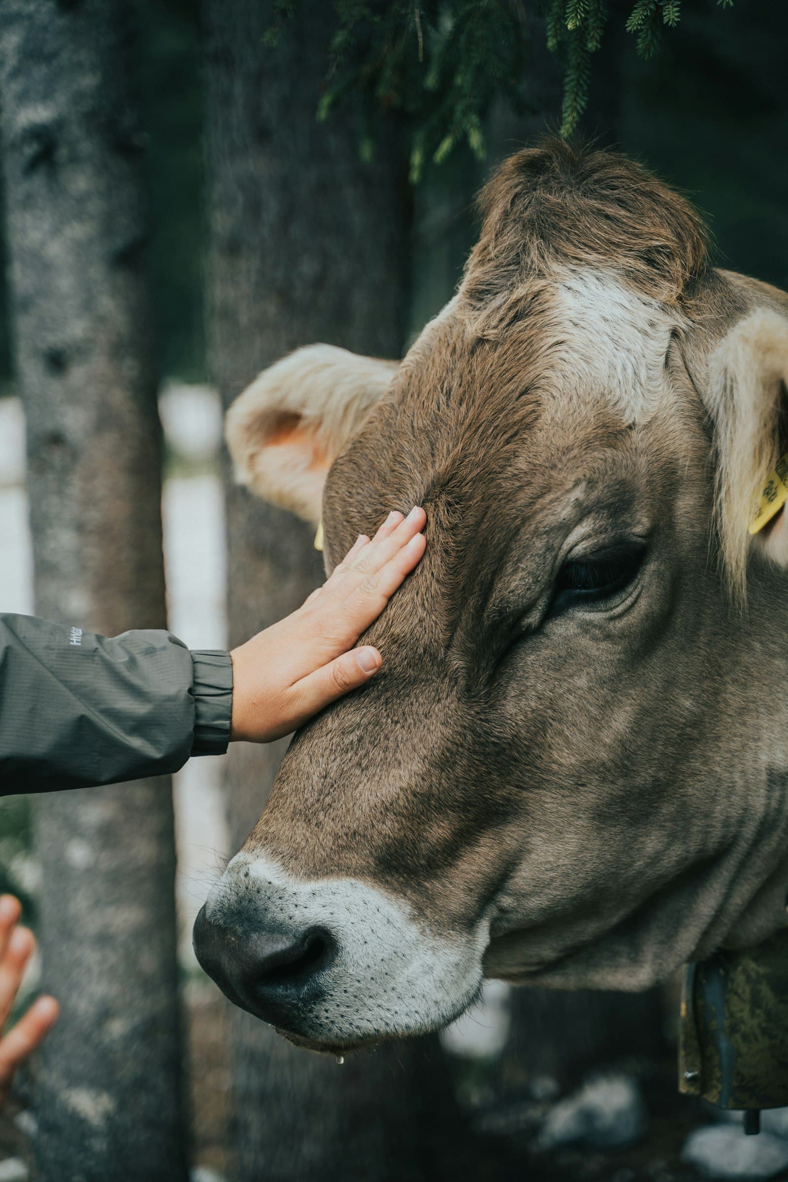 A hand reaching up to closely examine the face of a brown cow wearing a bell