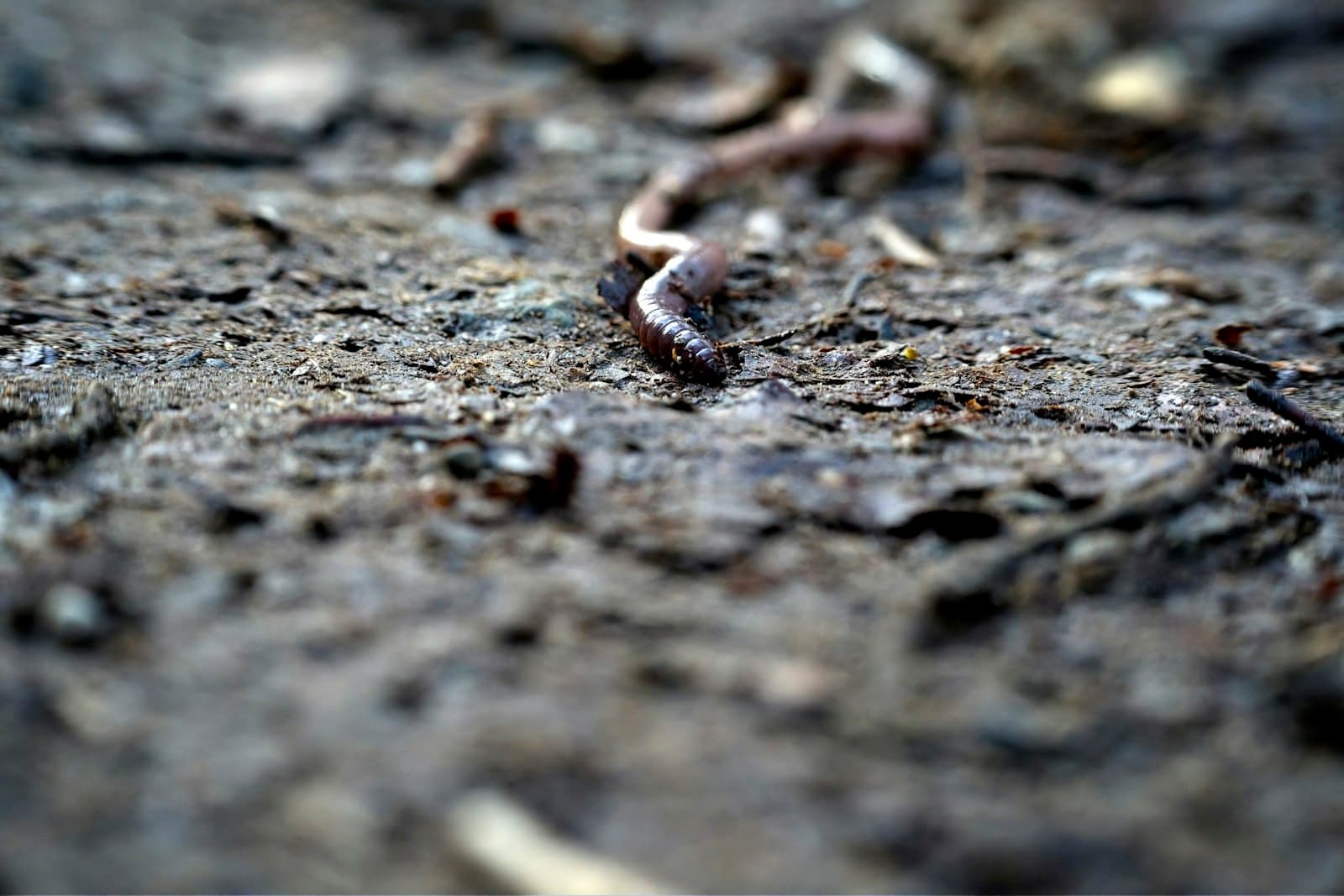 A single earthworm crawling across dark, gravelly compost