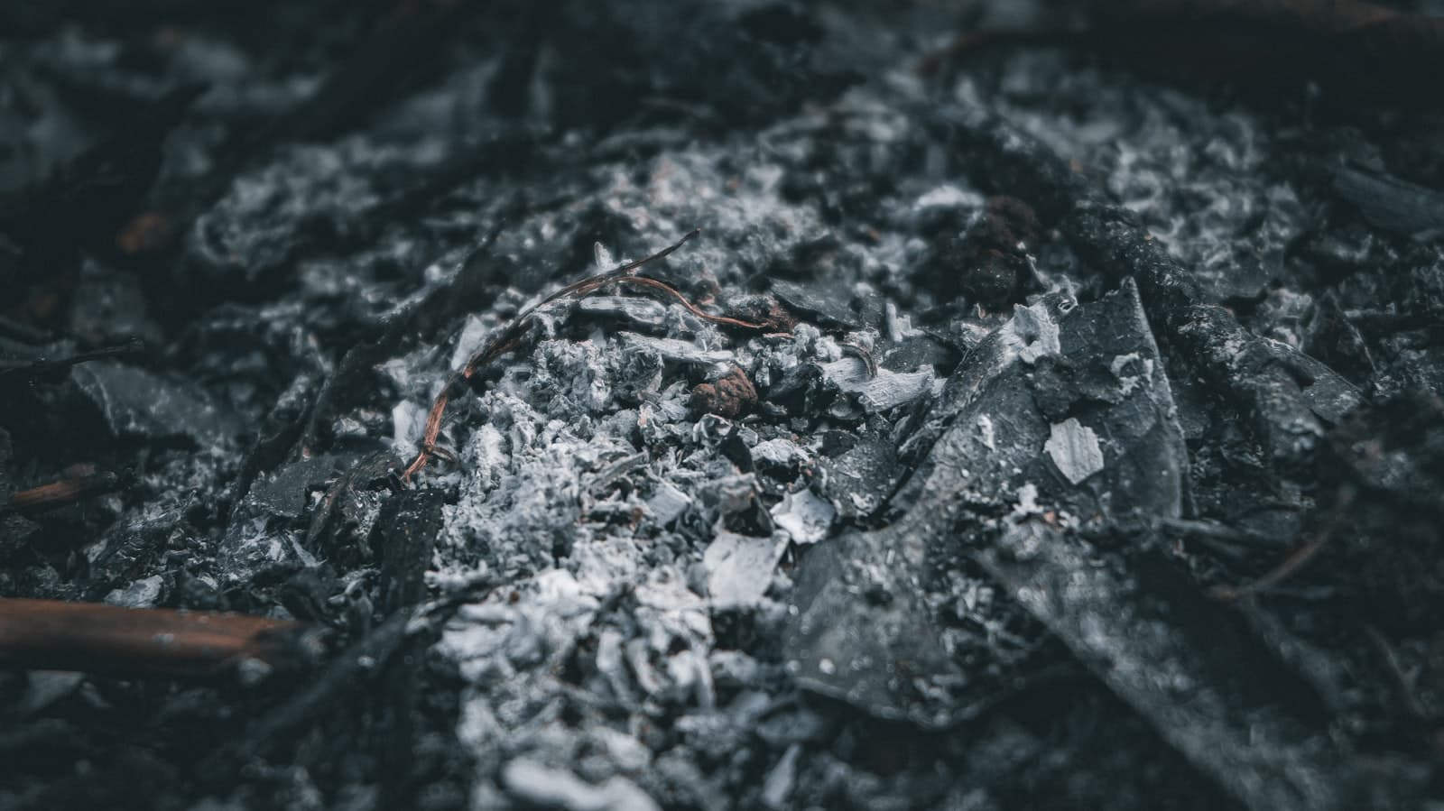Close-up of grey wood ash and charred debris after a fire has burned down