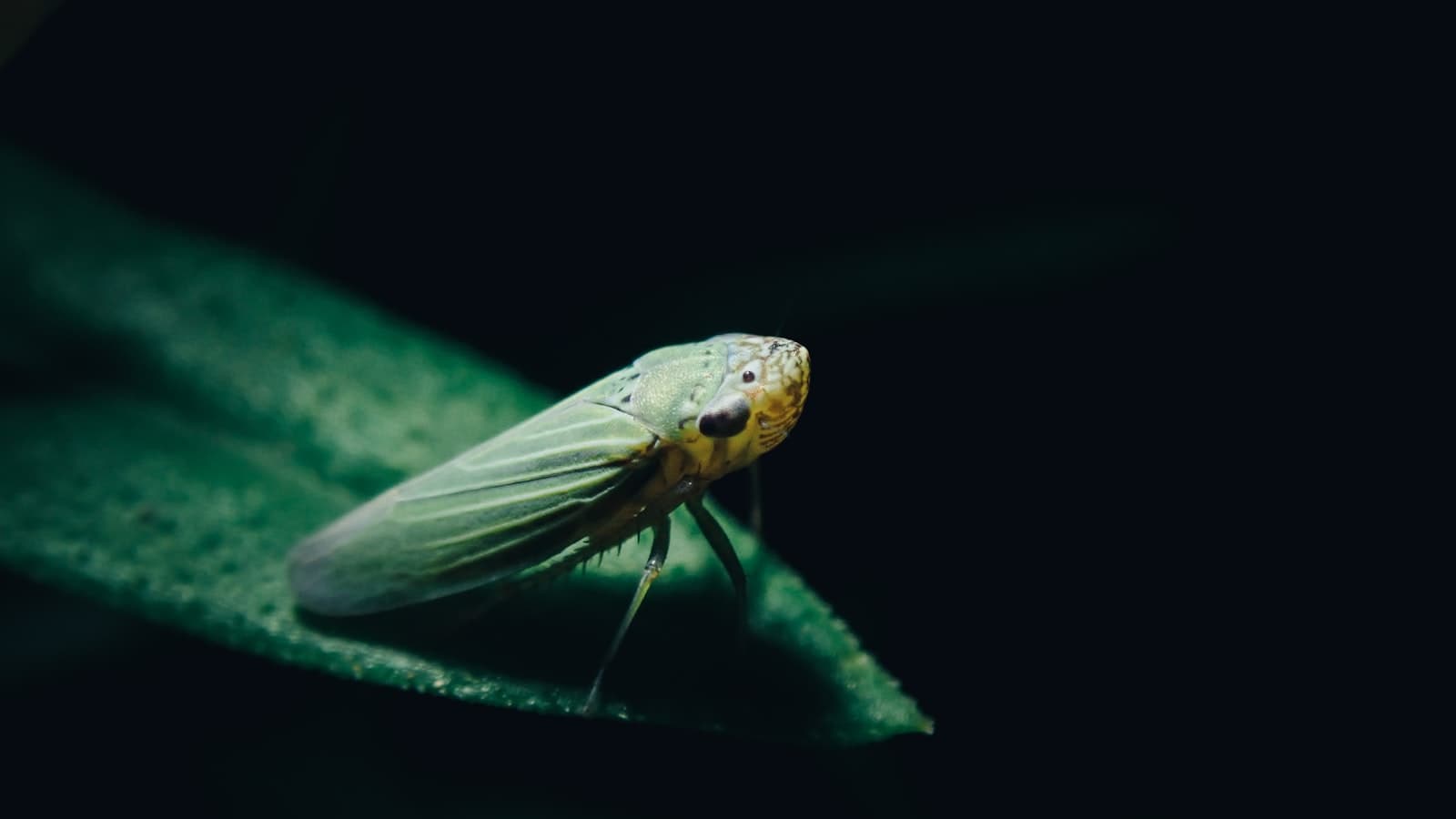 A pale green leafhopper insect resting on a dark leaf