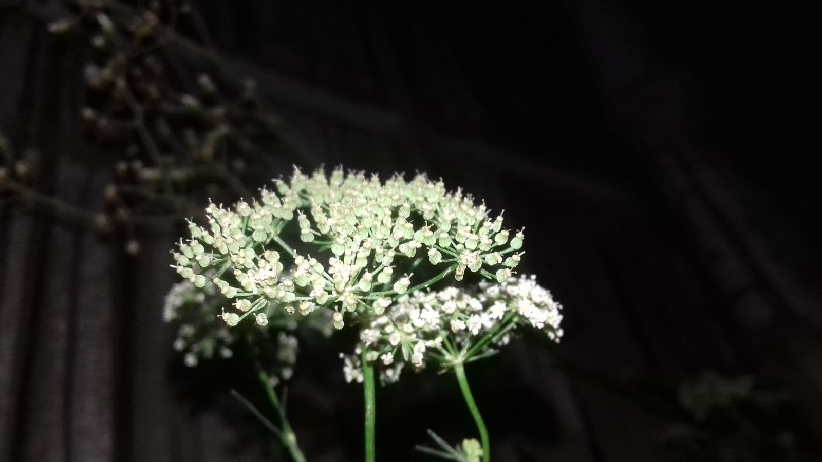 Umbrella-shaped white flower clusters (umbels) on an ajwain plant, close up at night