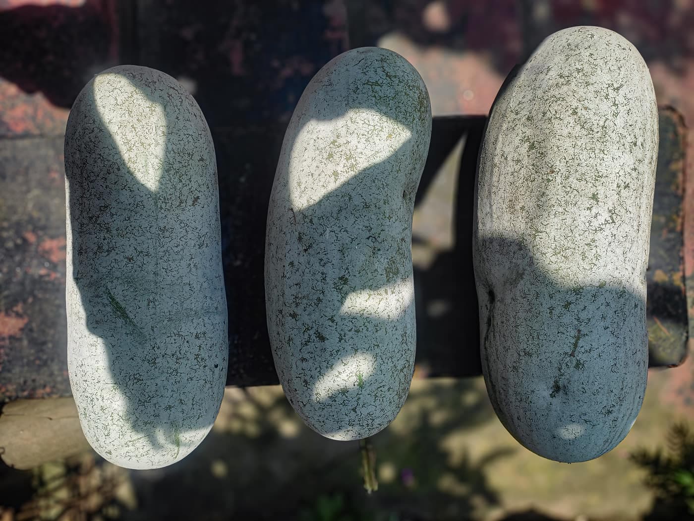 Three large ash gourds (petha) freshly picked from the vine, their skin covered in a chalky white wax coating