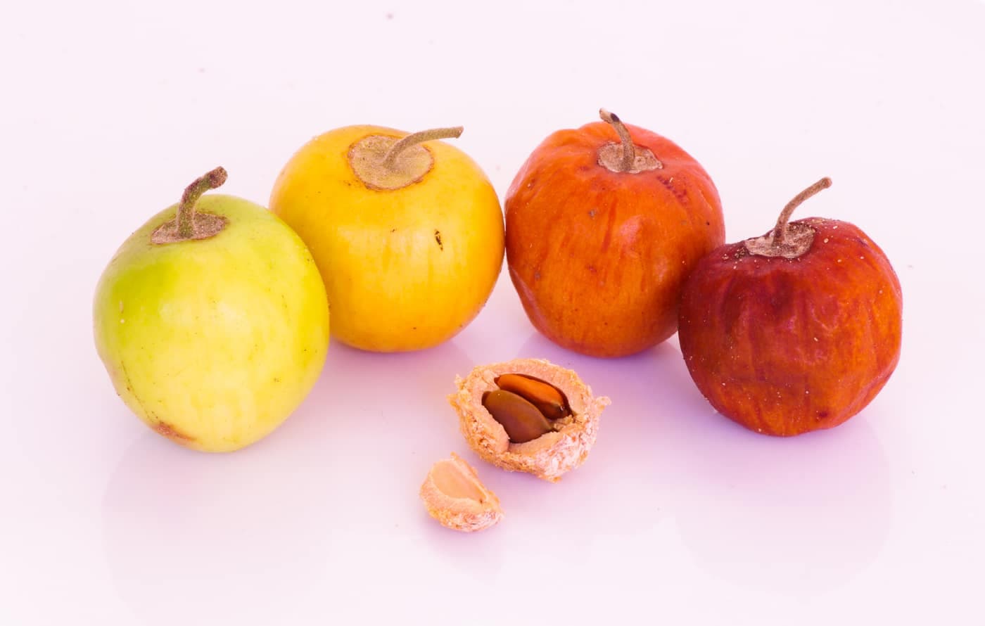 Four ber (Indian jujube) fruits at different ripening stages from green to deep red, with a cut-open fruit showing its stone and seeds