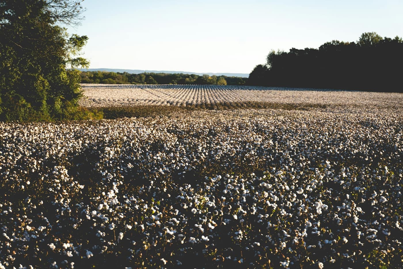 A field of open, fluffy white cotton bolls ready for picking