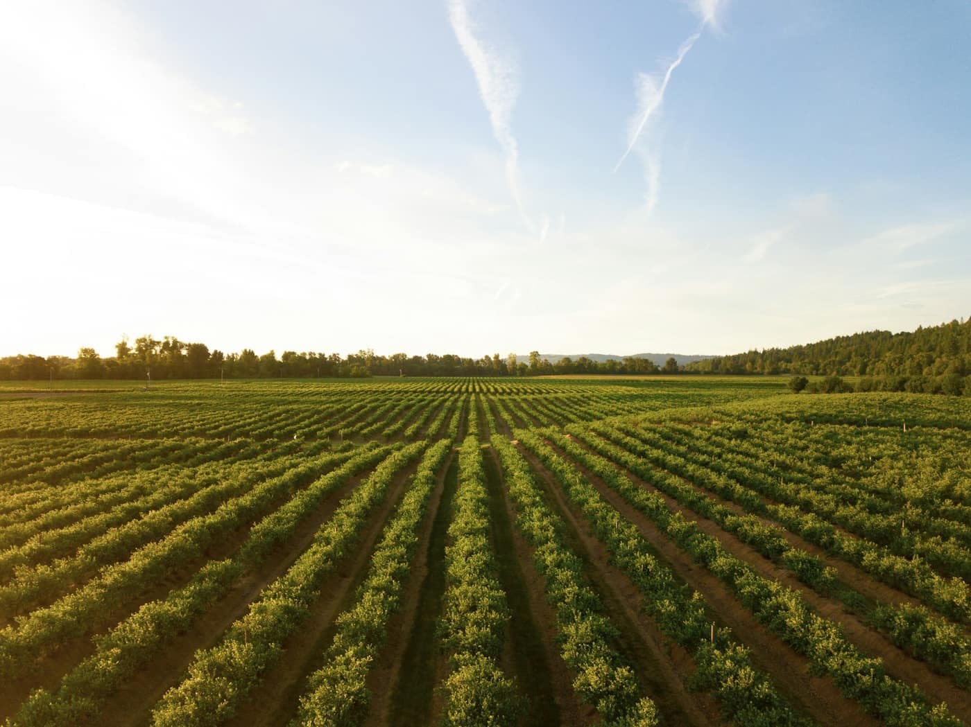 Long parallel rows of a young crop stretching towards the horizon