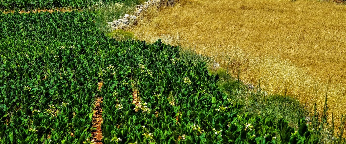 A green standing crop growing directly beside a ripe golden cereal field