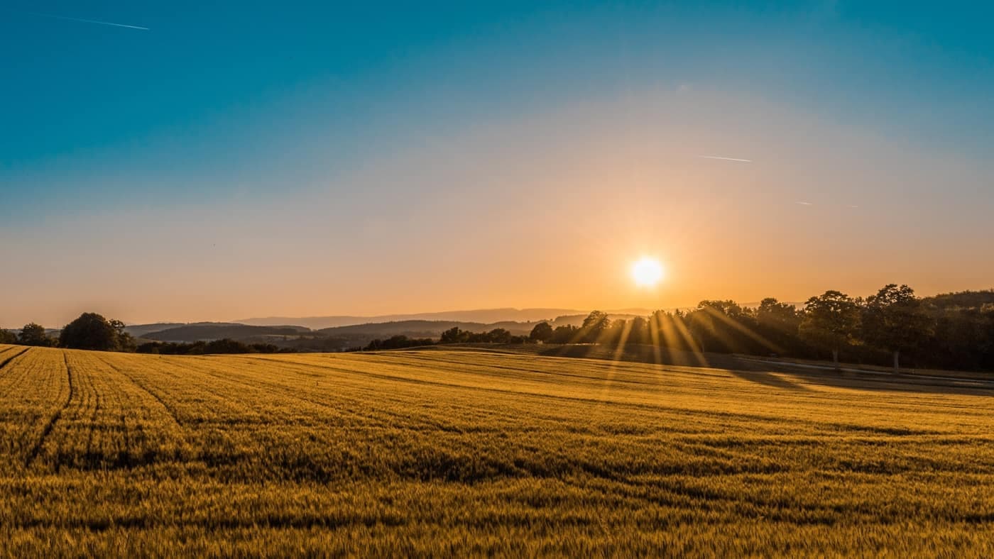 Sun rising over an open cereal field under a clear sky
