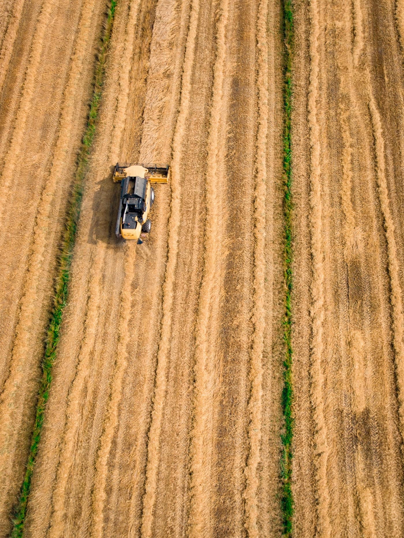 Directly overhead view of a combine harvester cutting a dead-straight line through a golden field, with perfectly parallel pass lines stretching across the frame