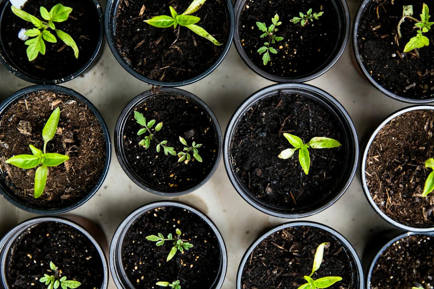 Rows of small pots, each holding a seedling in dark potting soil