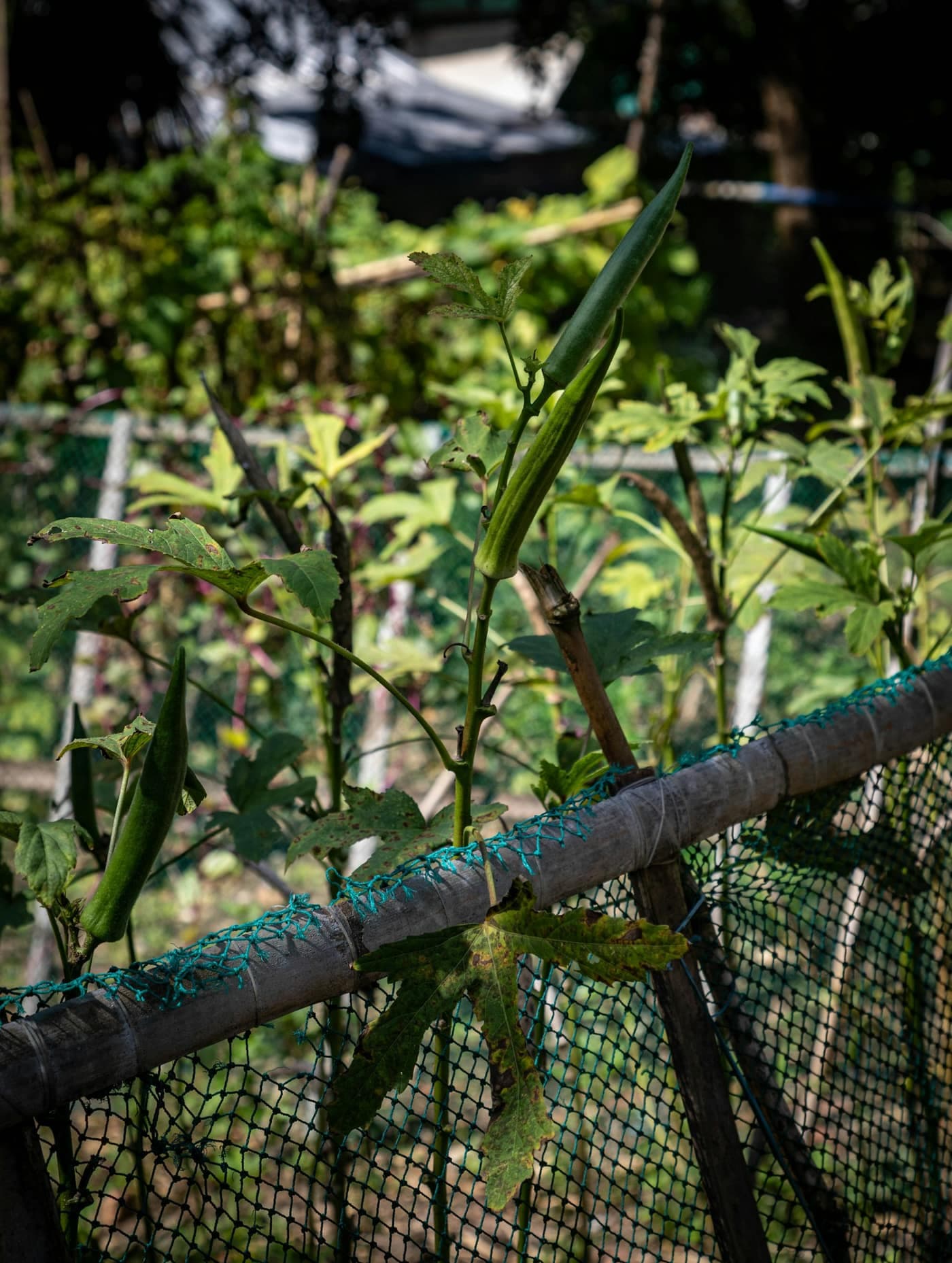 Ridged green okra (bhindi) pods growing upright on the plant among broad leaves