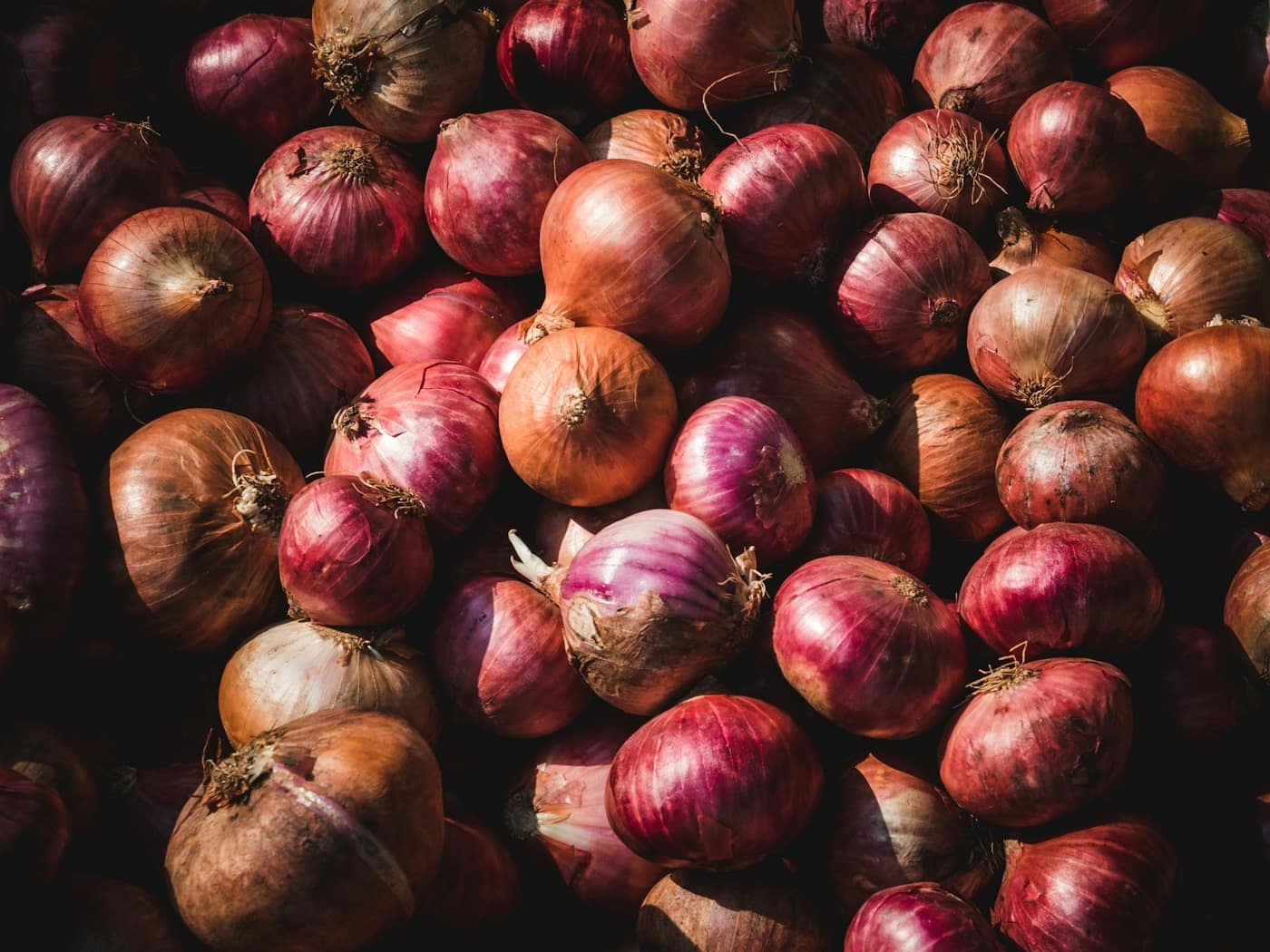 A large pile of harvested red onions