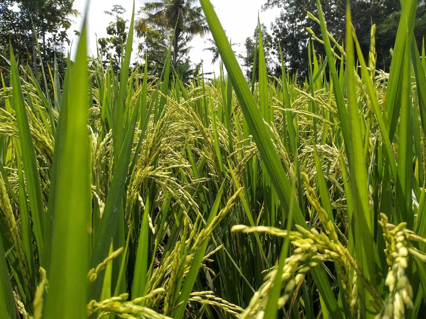 Close-up of ripening green rice panicles hanging heavy among the leaves