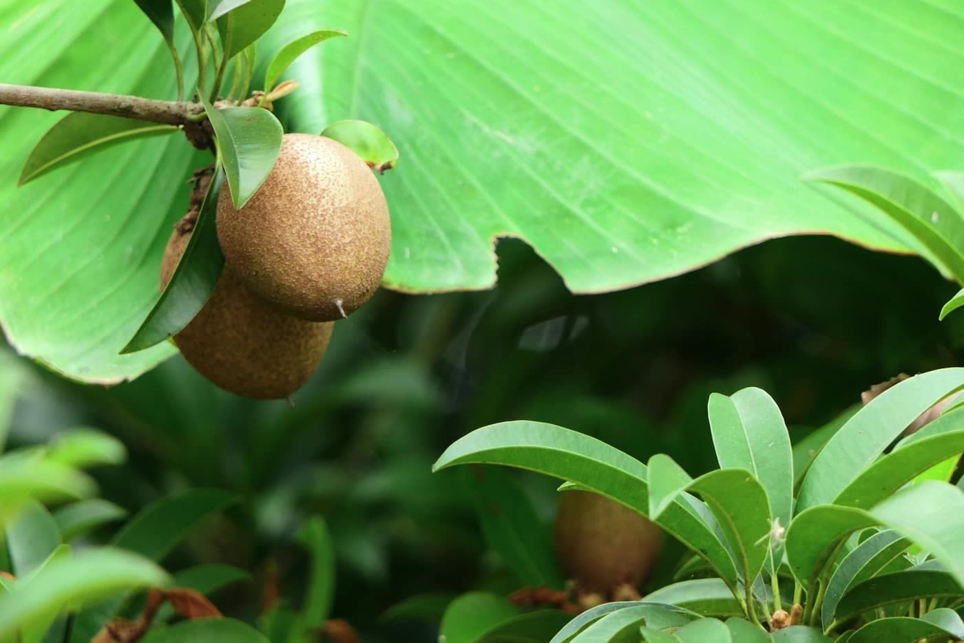 Two brown, rough-skinned sapota (chikoo) fruits hanging from a branch among green leaves