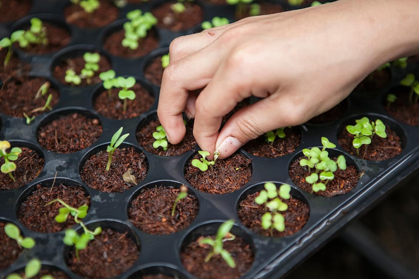 A hand tending seedlings growing in the cells of a black nursery tray