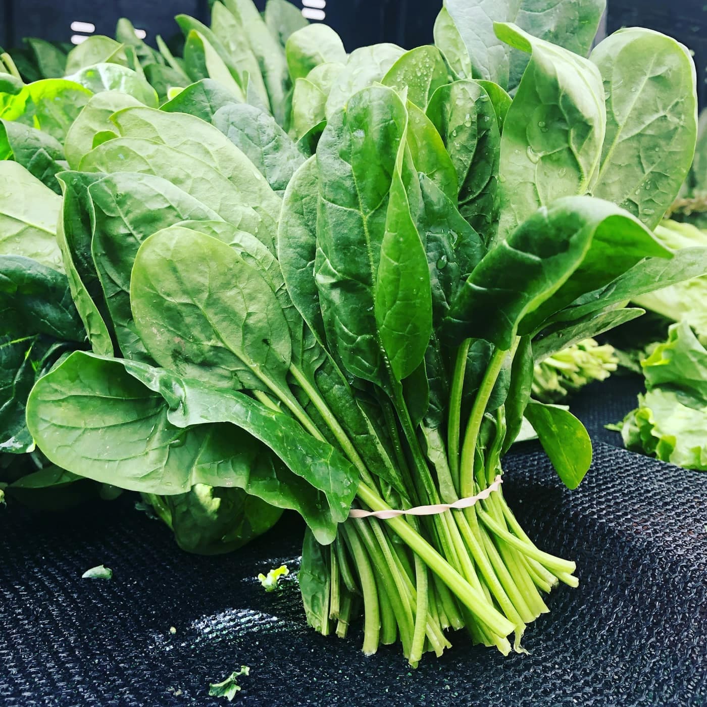 A fresh bunch of dark green spinach (palak) leaves tied together at a farmers market