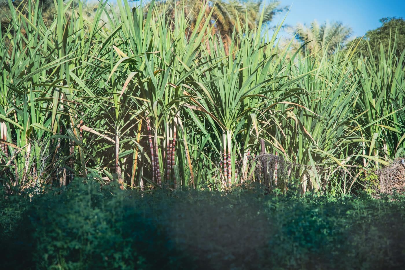 A dense clump of tall sugarcane stalks with long blade-like leaves