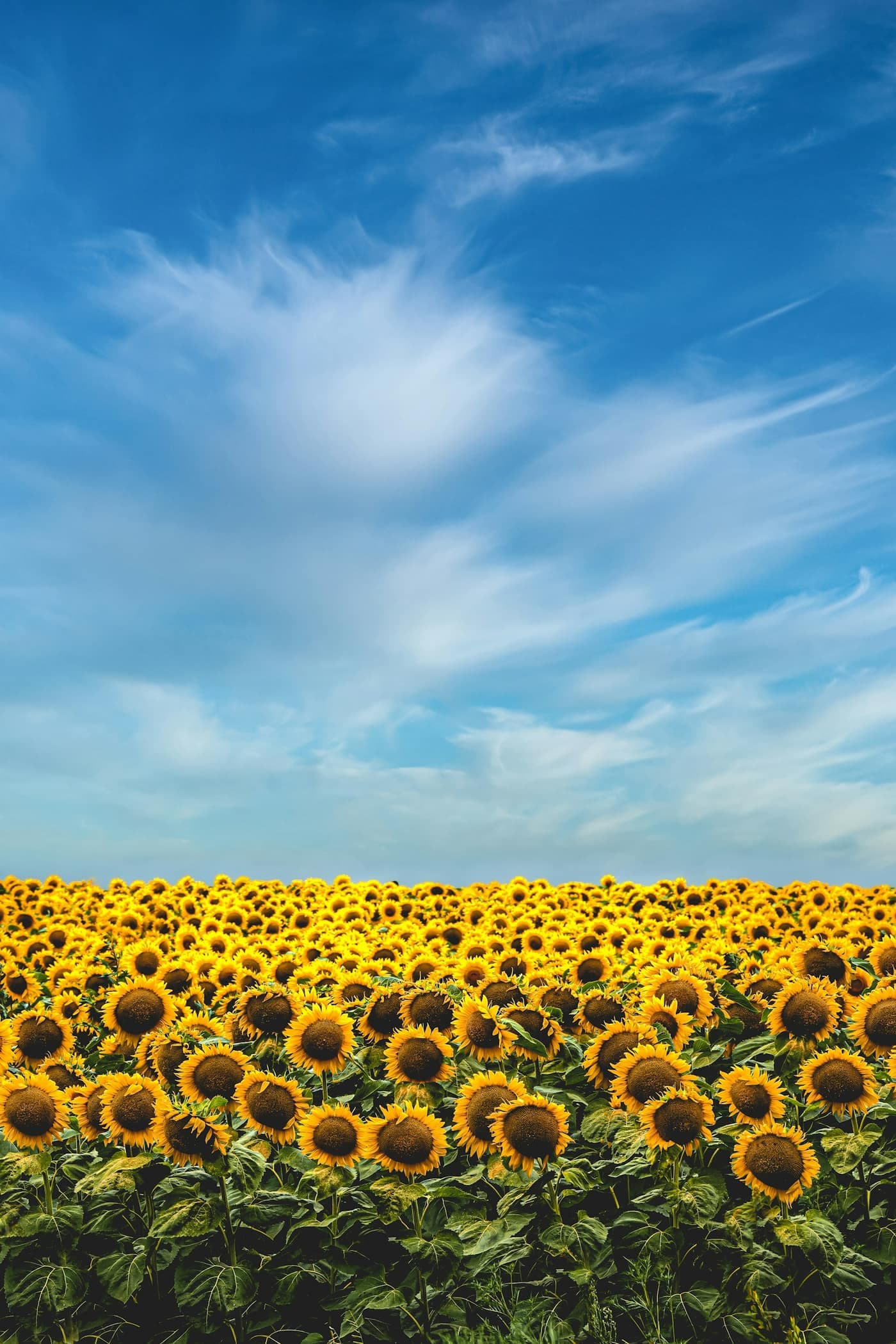 A field of sunflowers in full bloom under a blue sky