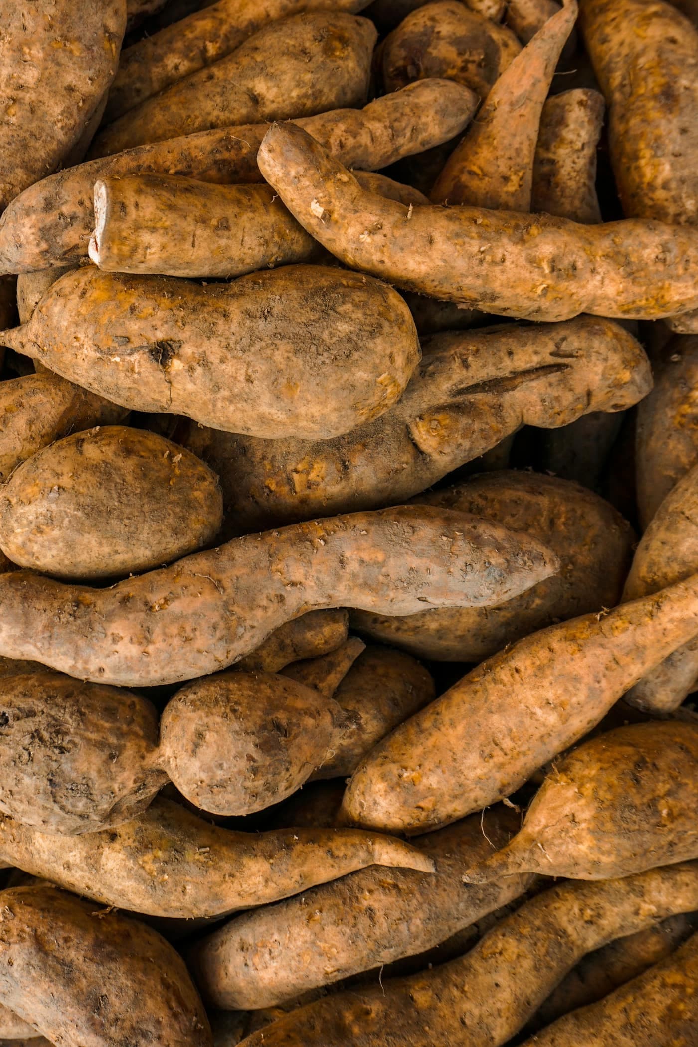 A pile of freshly dug sweet potato (shakarkand) tubers with soil still on the skins