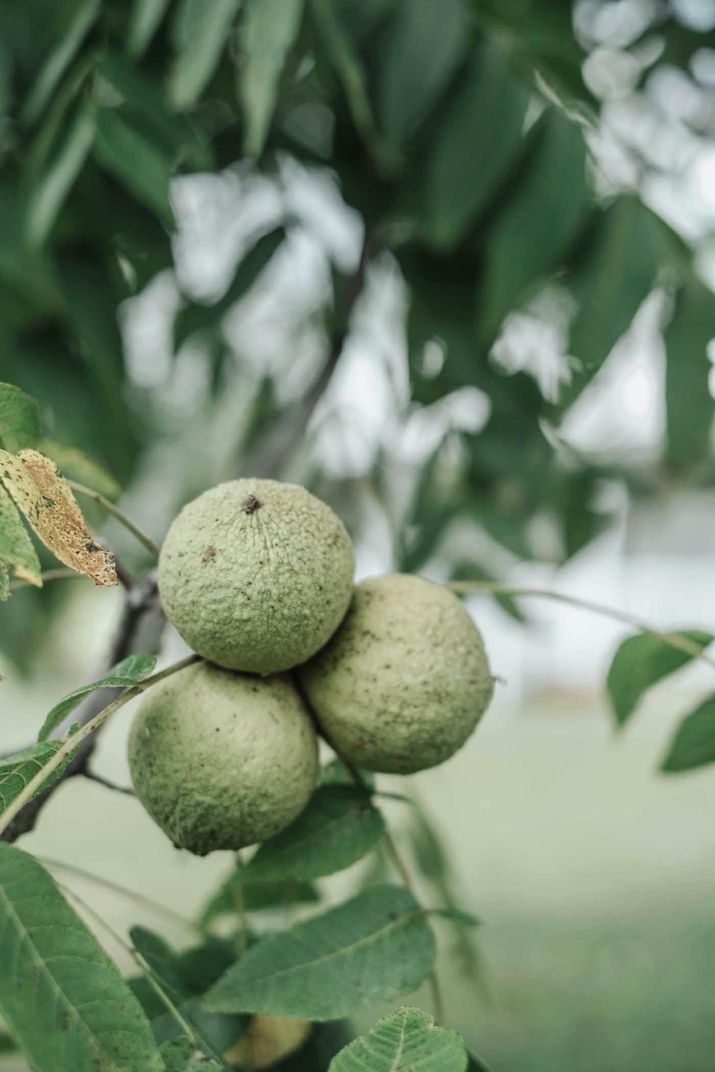 A cluster of walnuts still in their green outer husk hanging on the tree among its leaves