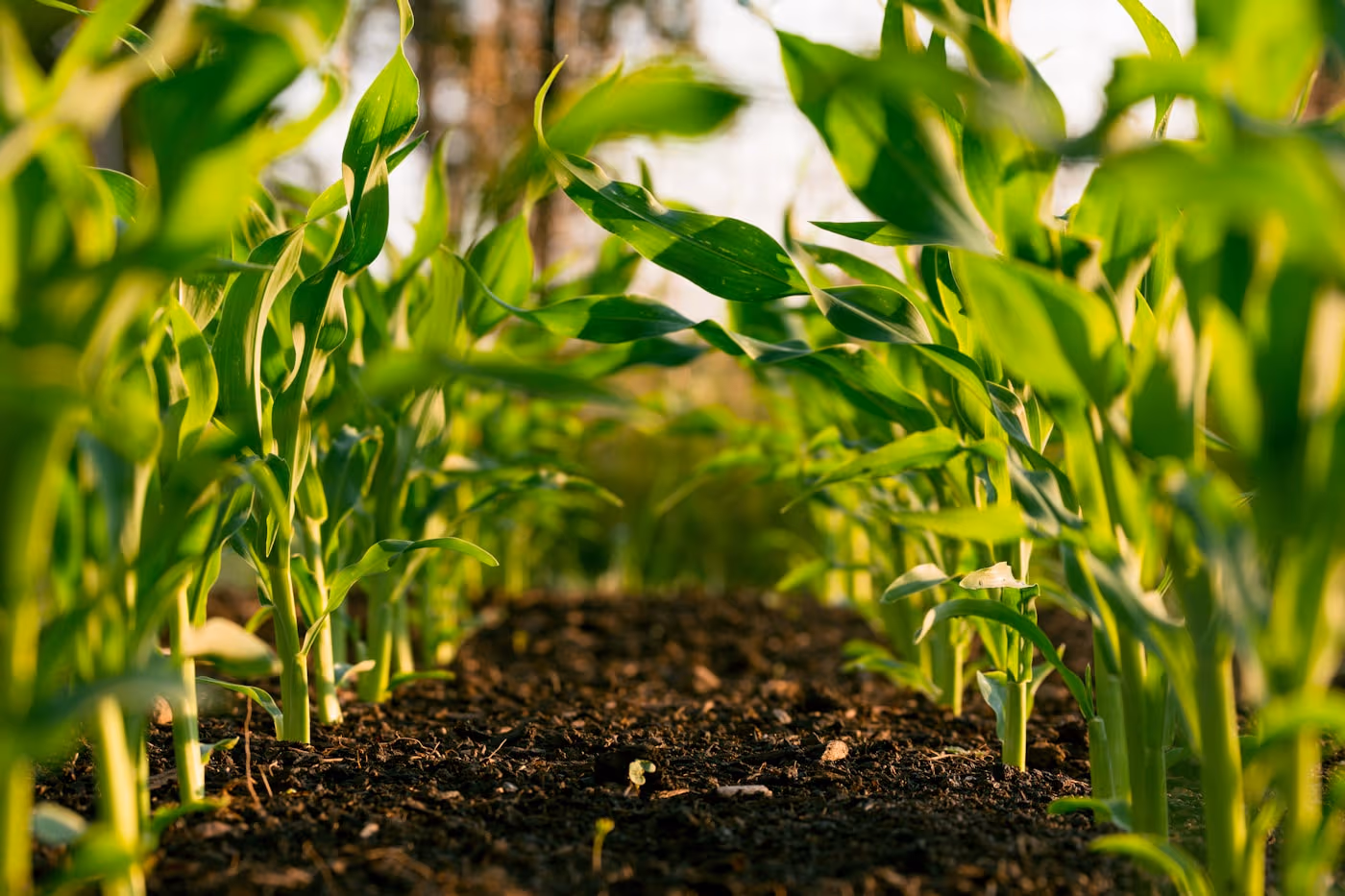 Young green maize seedlings growing in rows with dark soil visible between the plants