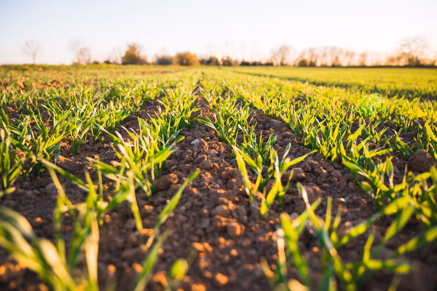 Close-up of young green crop seedlings growing in rows with dark brown soil visible between the plants