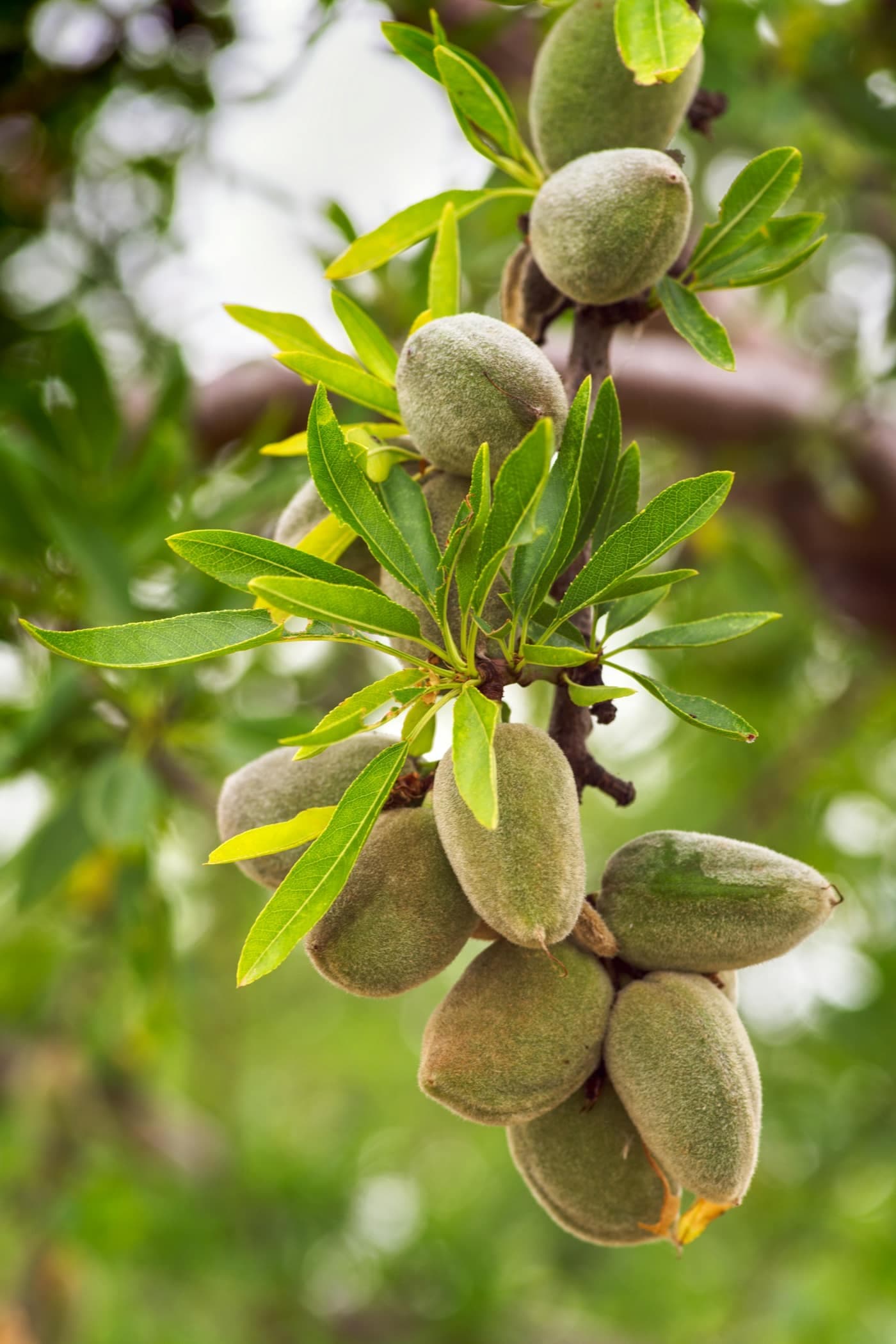 A bunch of almonds hanging from a tree branch