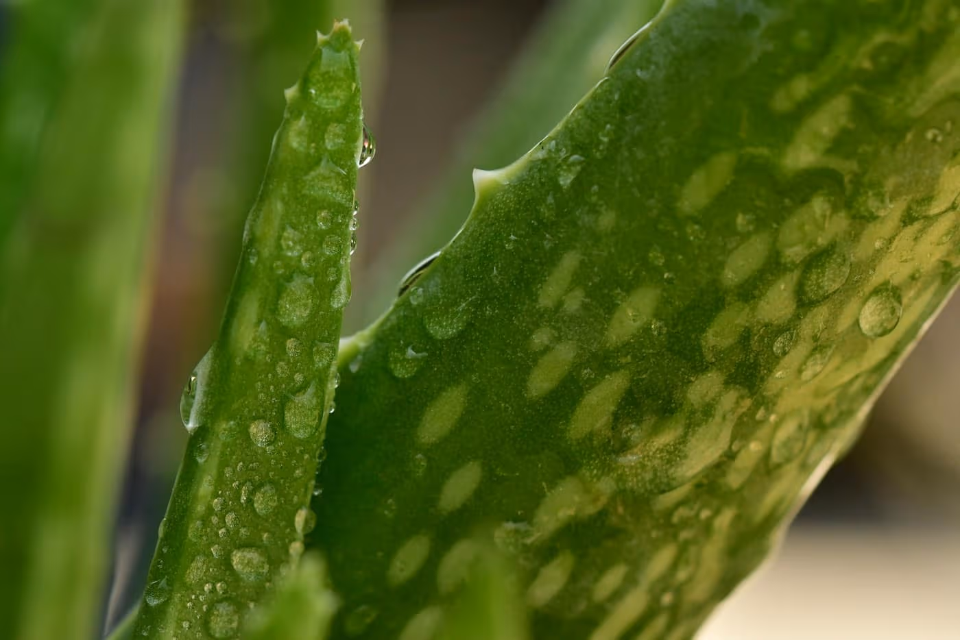 Close-up of a thick, spiny-edged aloe vera leaf beaded with water droplets