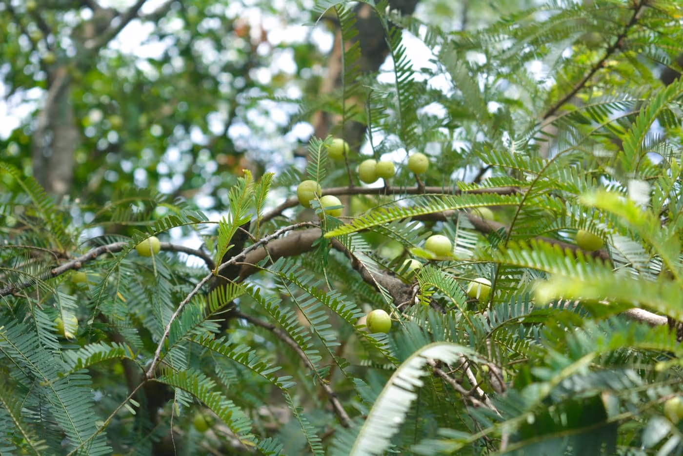 Small round green amla (Indian gooseberry) fruits hanging in clusters among the feathery leaves of the tree