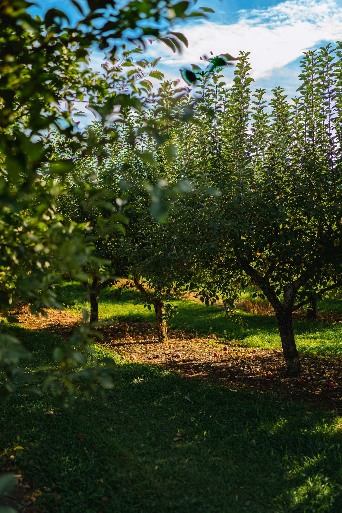 Rows of apple trees in an orchard with fallen fruit on the grass beneath them, morning sun through the leaves