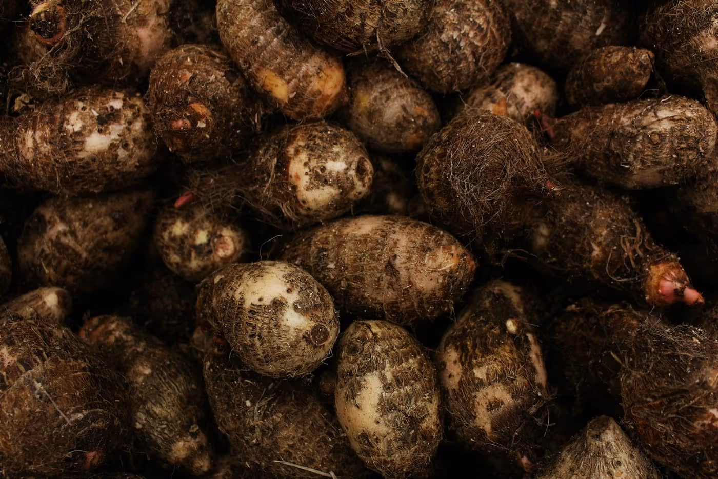 A pile of freshly harvested arbi (taro/colocasia) corms with soil still clinging to their fibrous brown skin