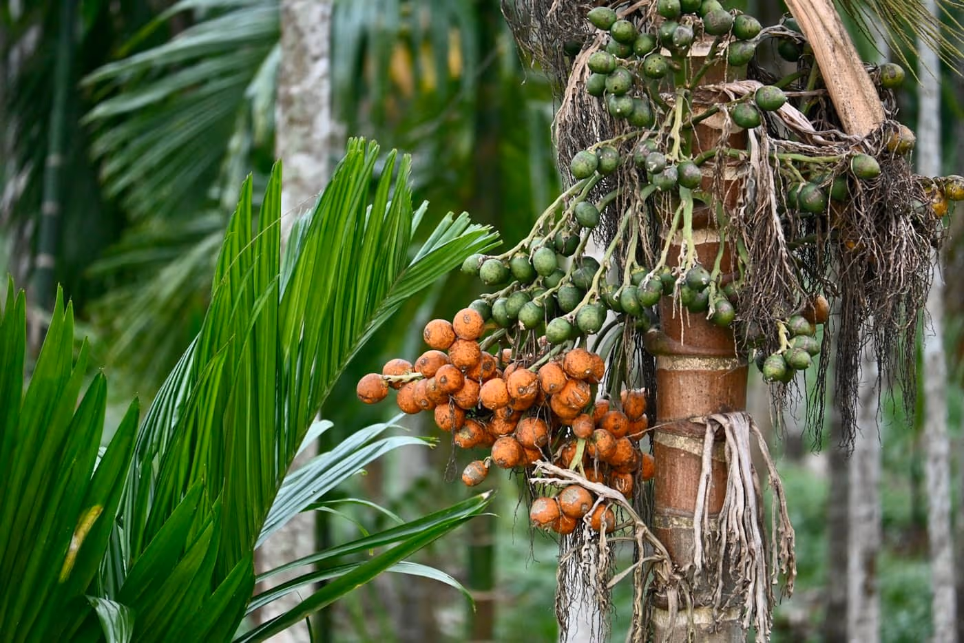 A bunch of green and ripening orange arecanut (supari) nuts hanging from the palm trunk