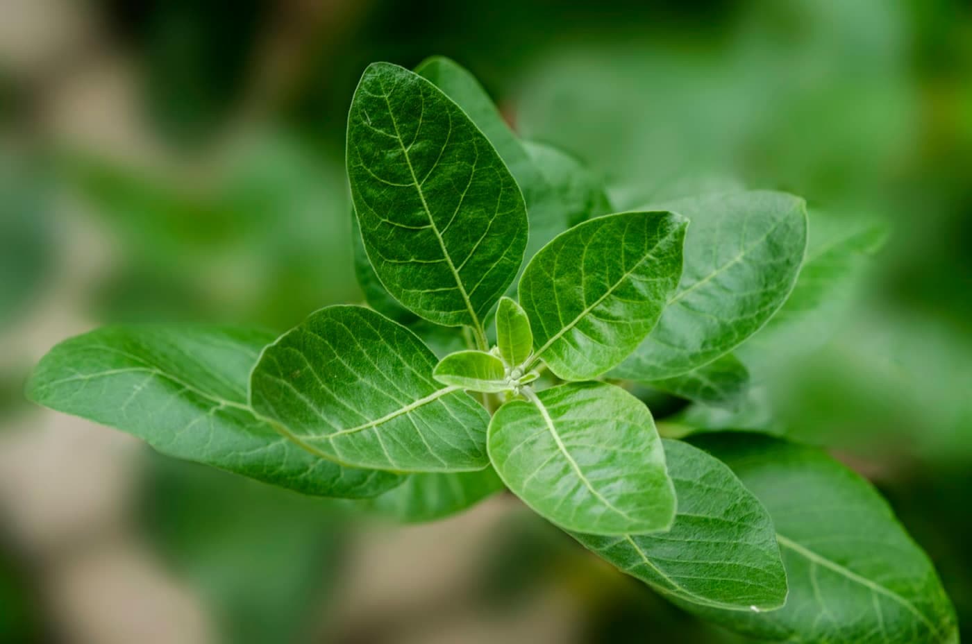 Close-up of an Ashwagandha (Withania somnifera) plant’s soft, grey-green oval leaves