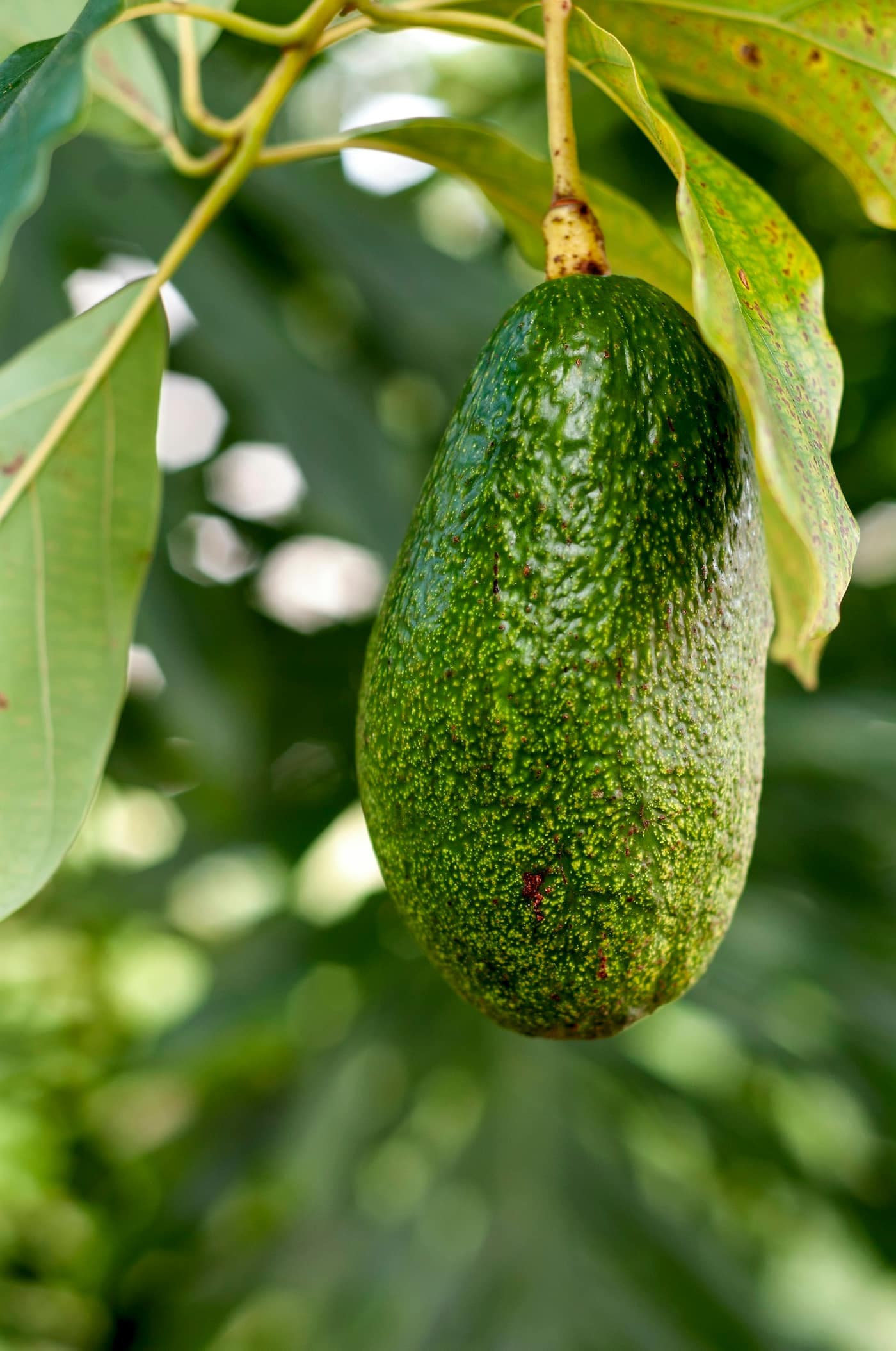 A single green avocado fruit hanging from a tree branch among green leaves