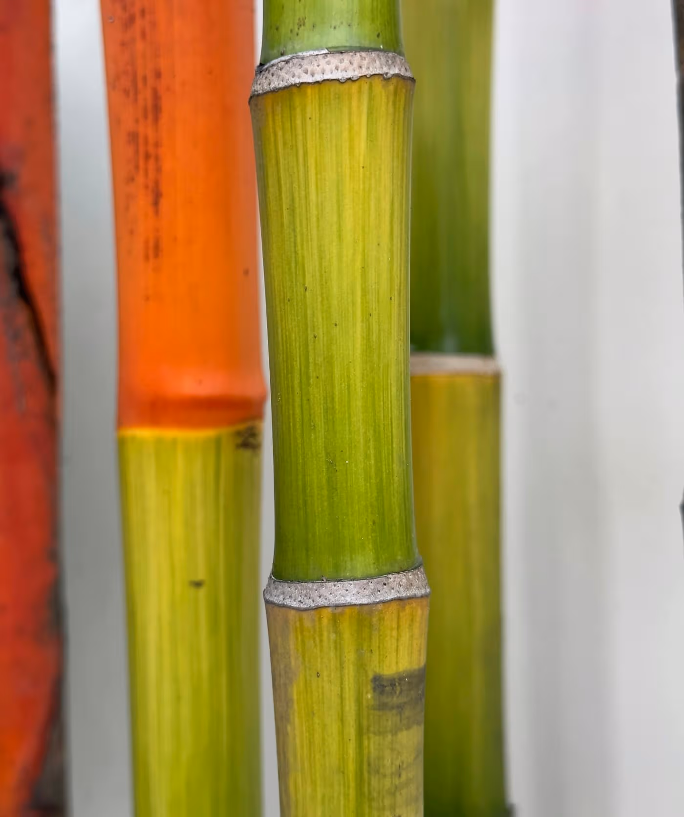 Close-up of freshly cut bamboo poles showing their segmented green-and-golden culms stacked together