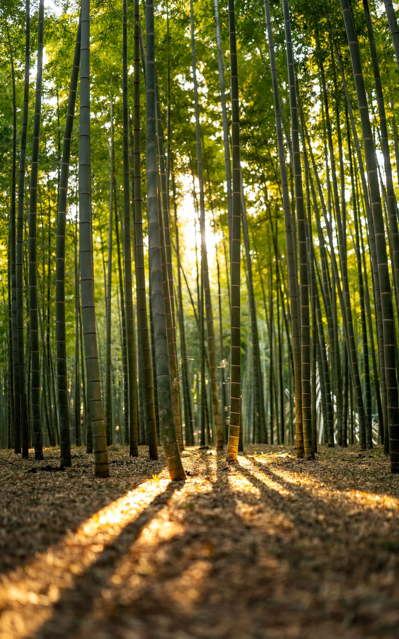 A dense grove of tall green bamboo culms rising in clumps towards the light