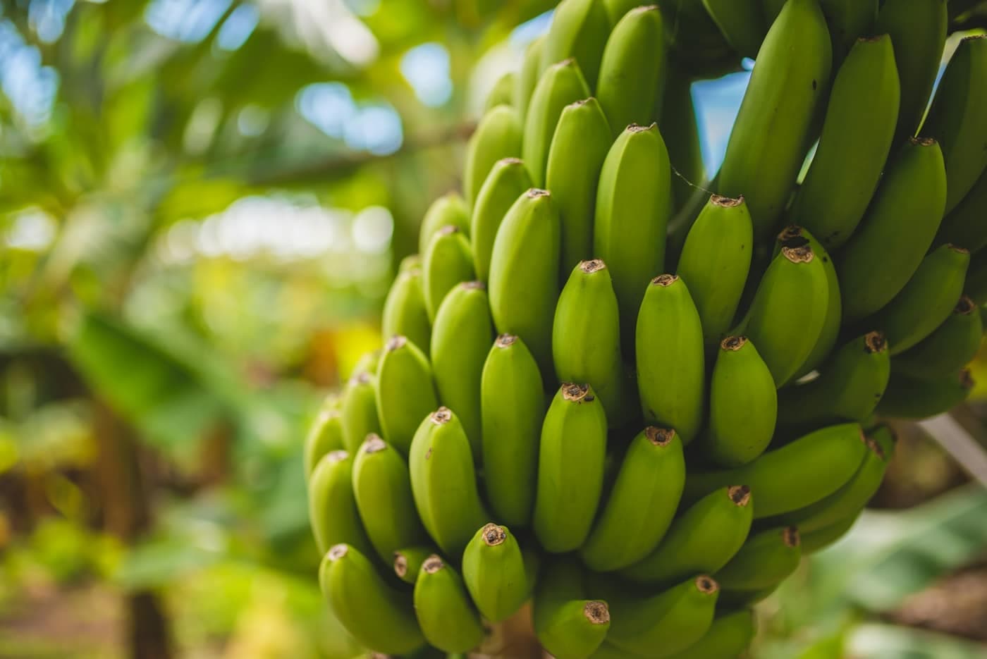 A large bunch of green bananas ripening on the plant in a plantation