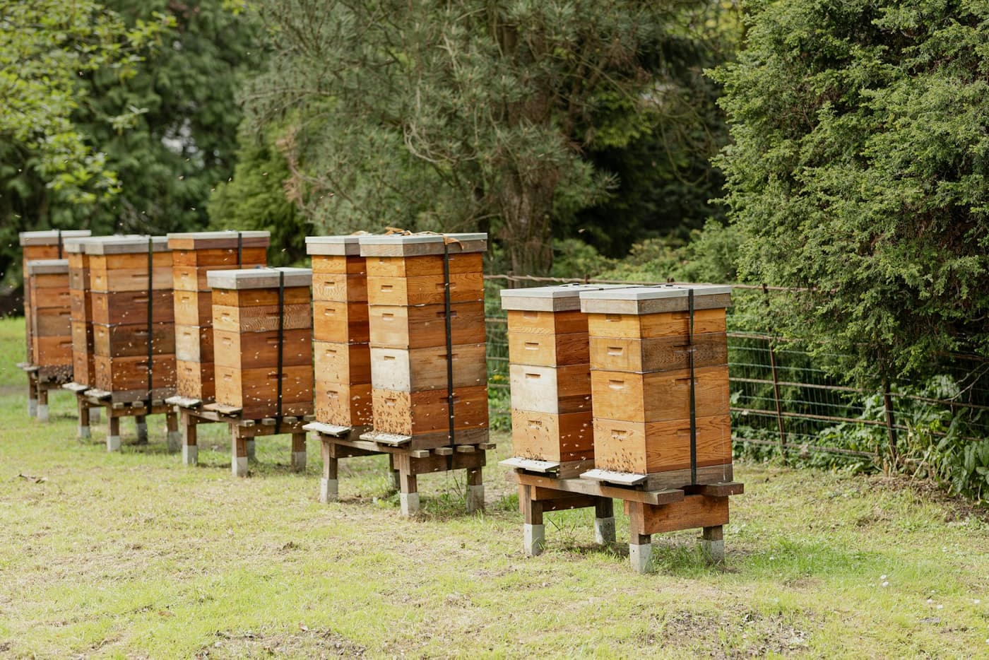 A row of stacked wooden beehive boxes on stands in a grassy yard, with trees behind